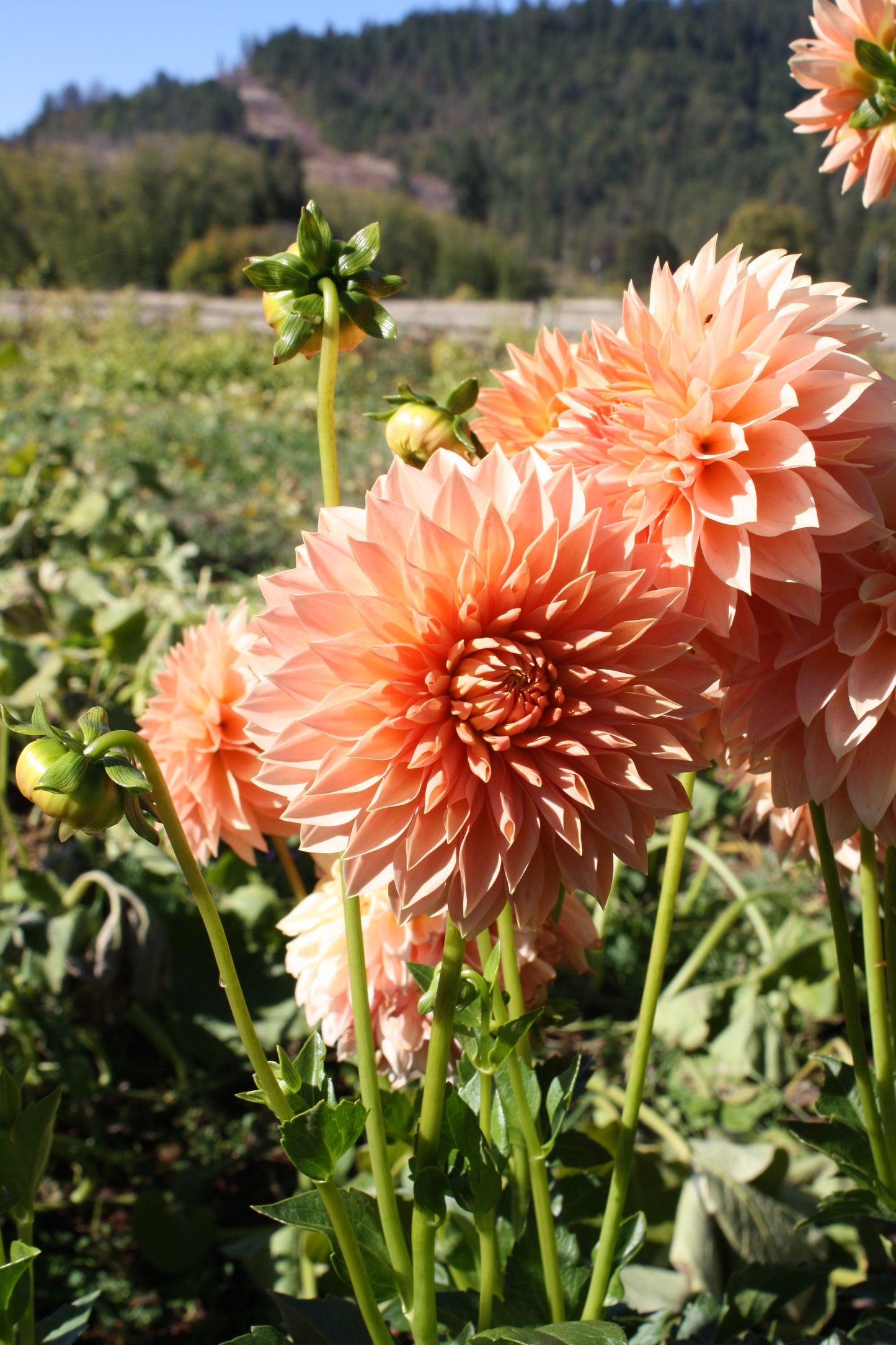 Hamilton Lillian Dahlia Tuber