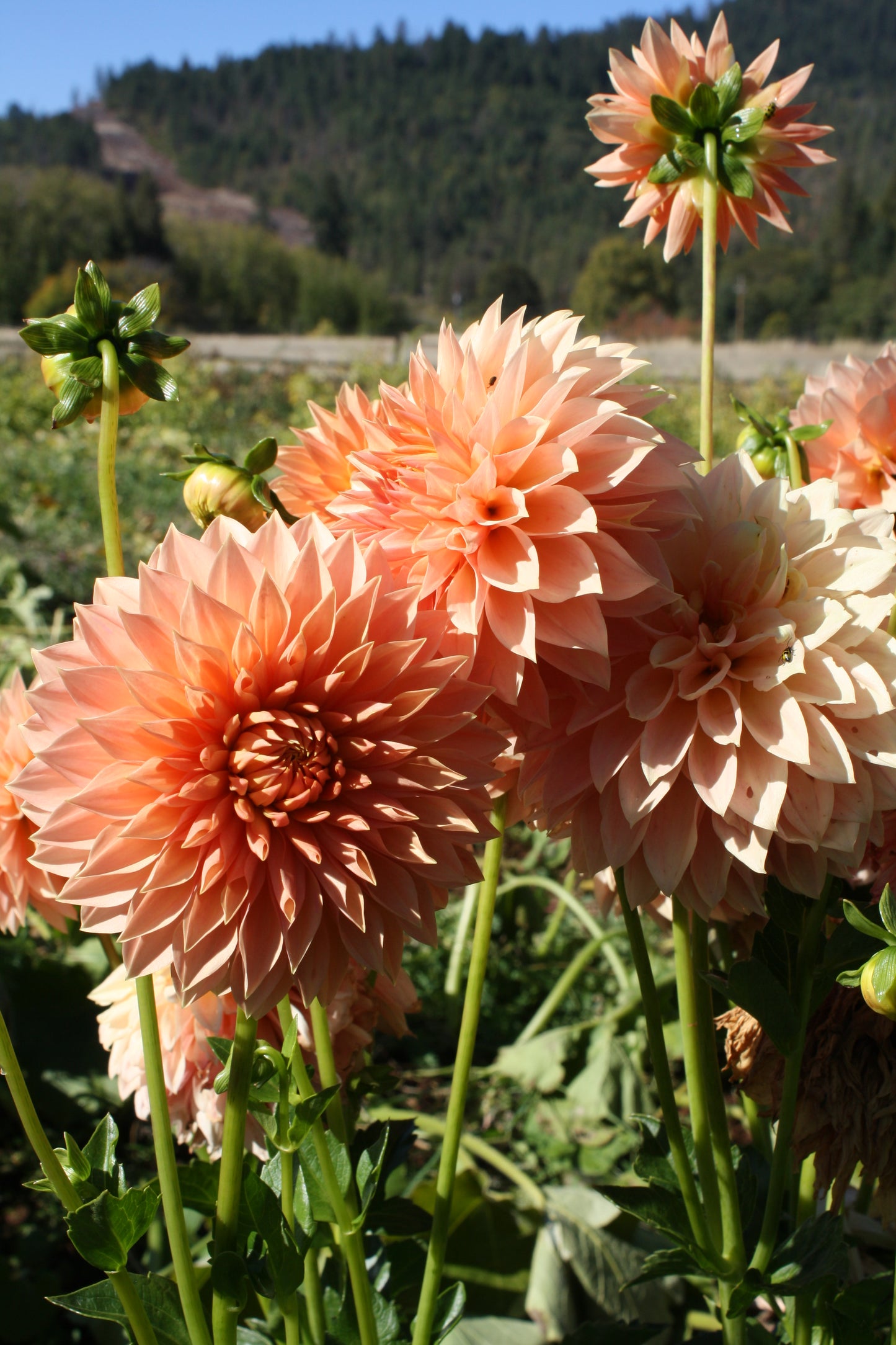 Hamilton Lillian Dahlia Tuber