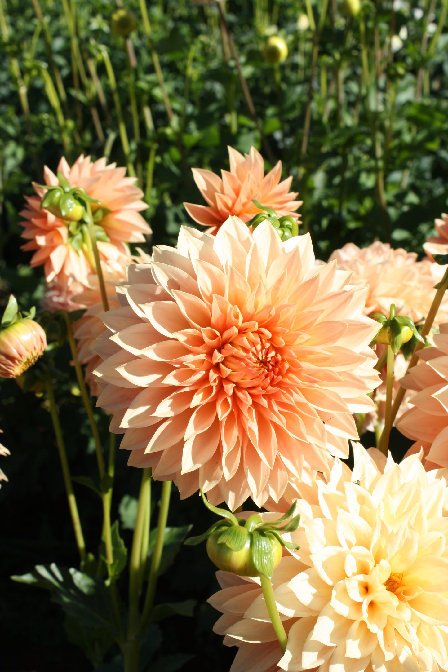 Hamilton Lillian Dahlia Tuber