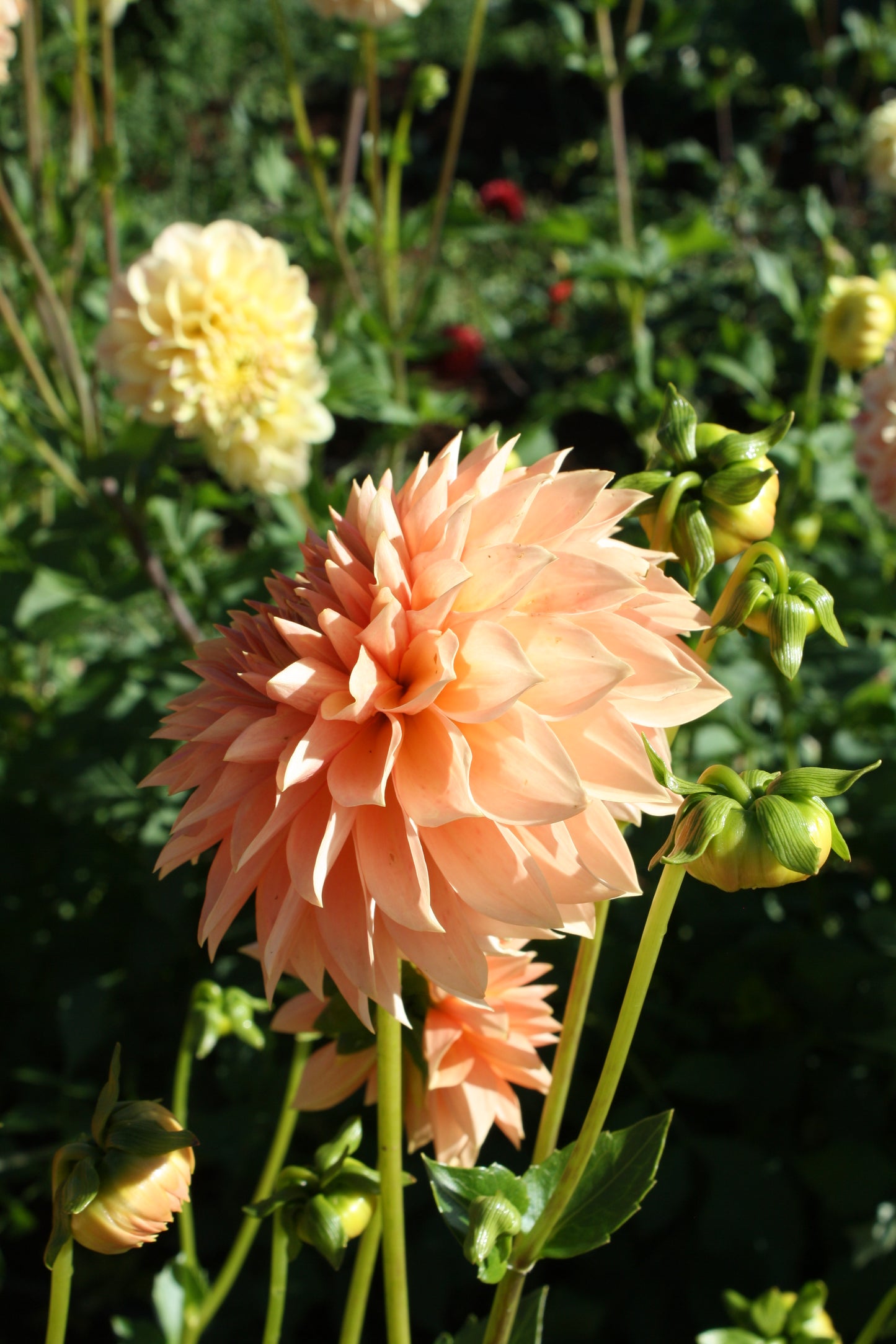Hamilton Lillian Dahlia Tuber