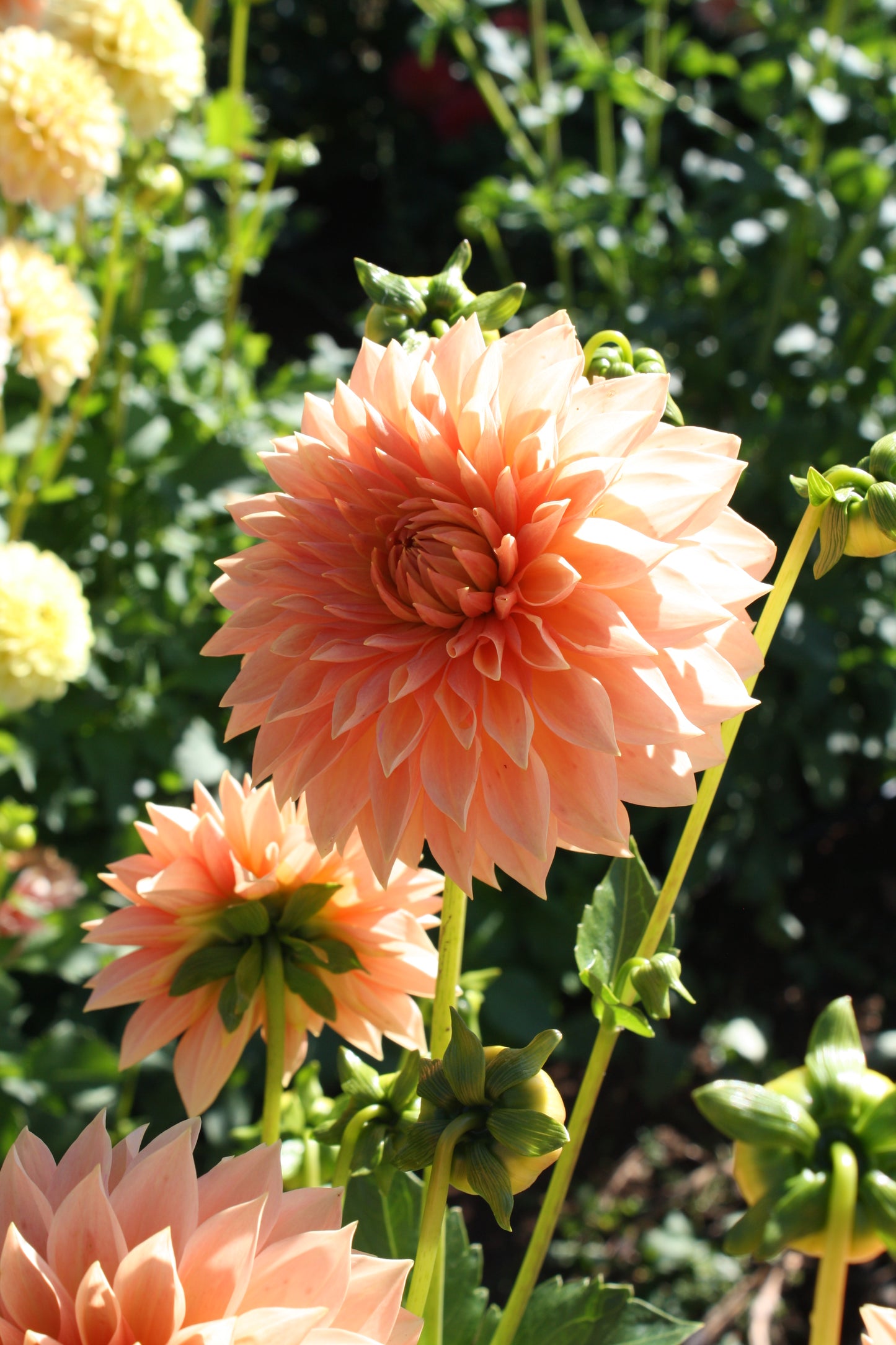 Hamilton Lillian Dahlia Tuber