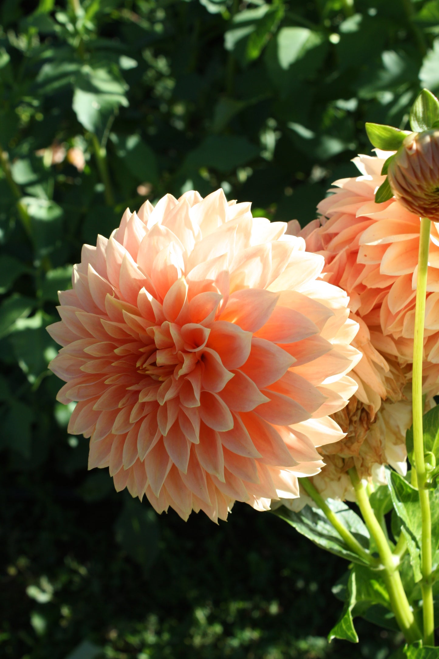 Hamilton Lillian Dahlia Tuber