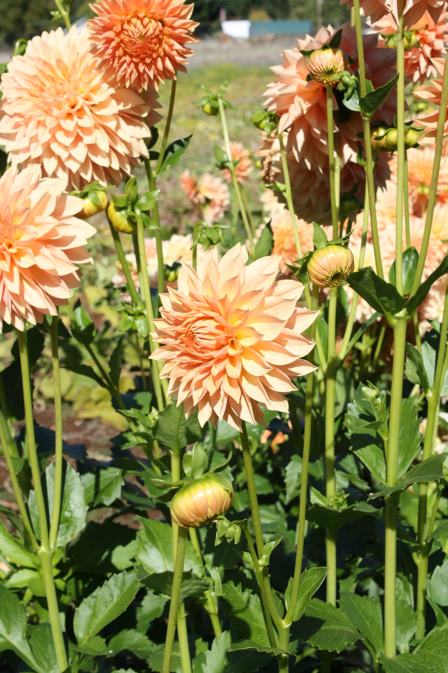 Hamilton Lillian Dahlia Tuber
