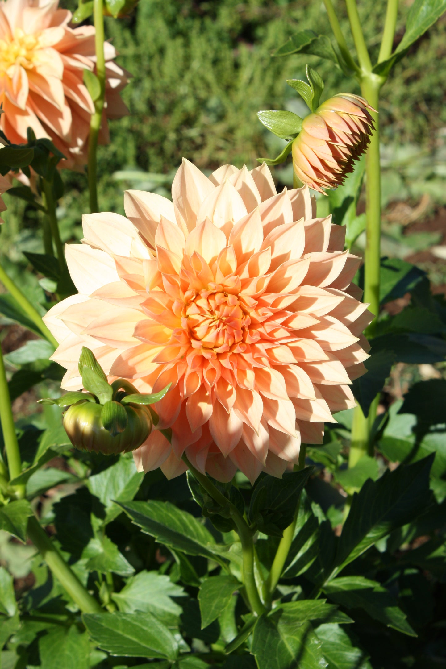Hamilton Lillian Dahlia Tuber