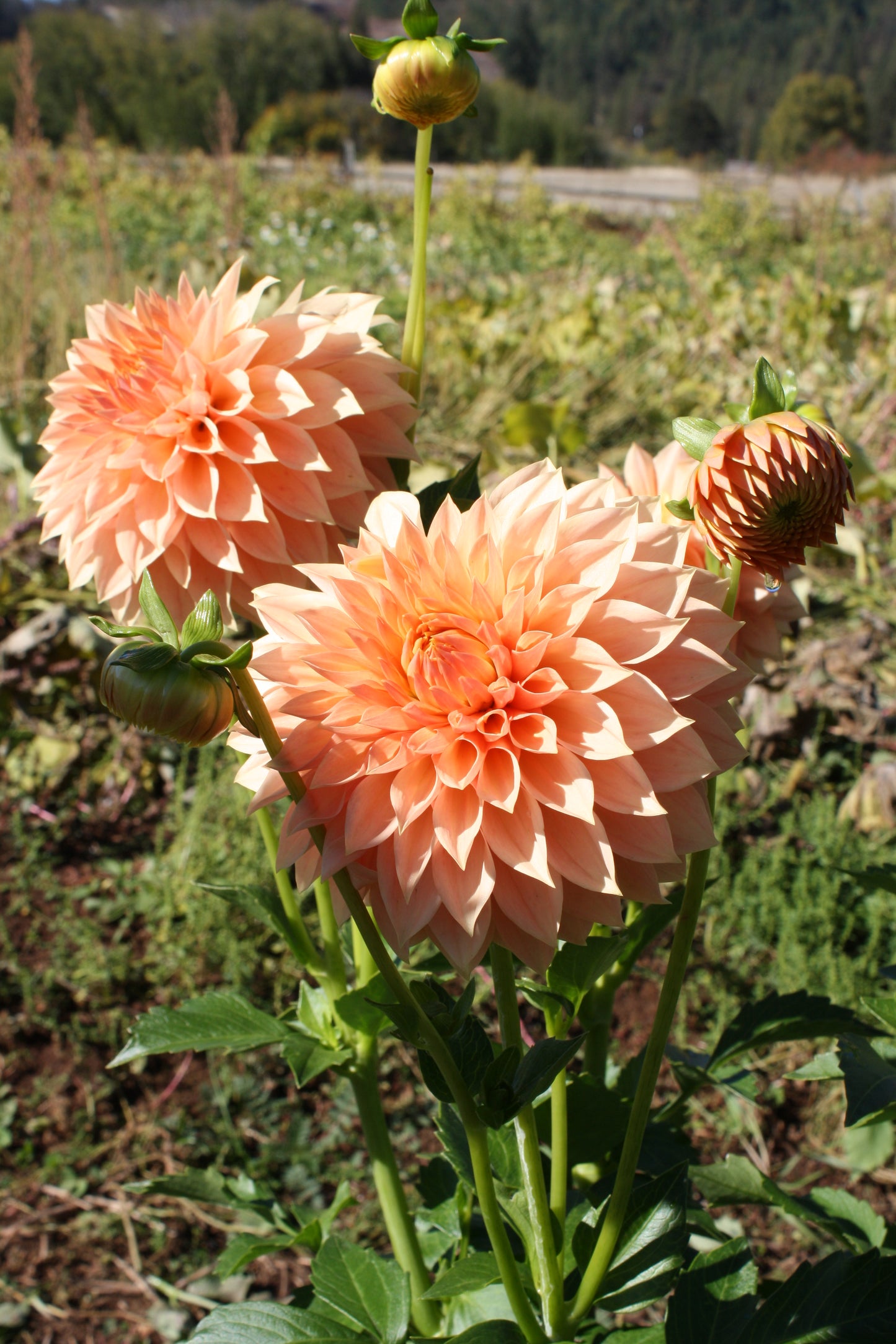 Hamilton Lillian Dahlia Tuber