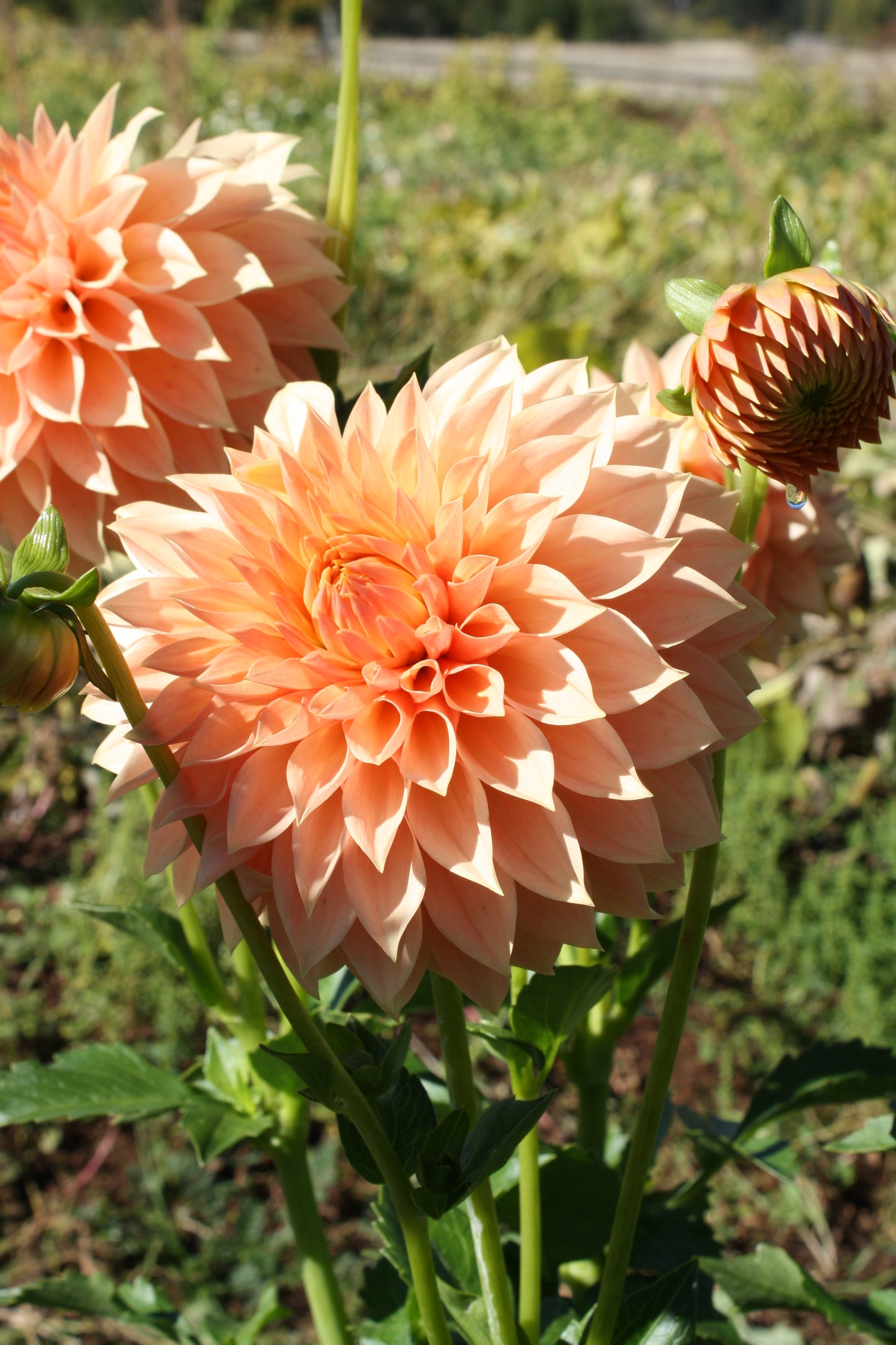 Hamilton Lillian Dahlia Tuber
