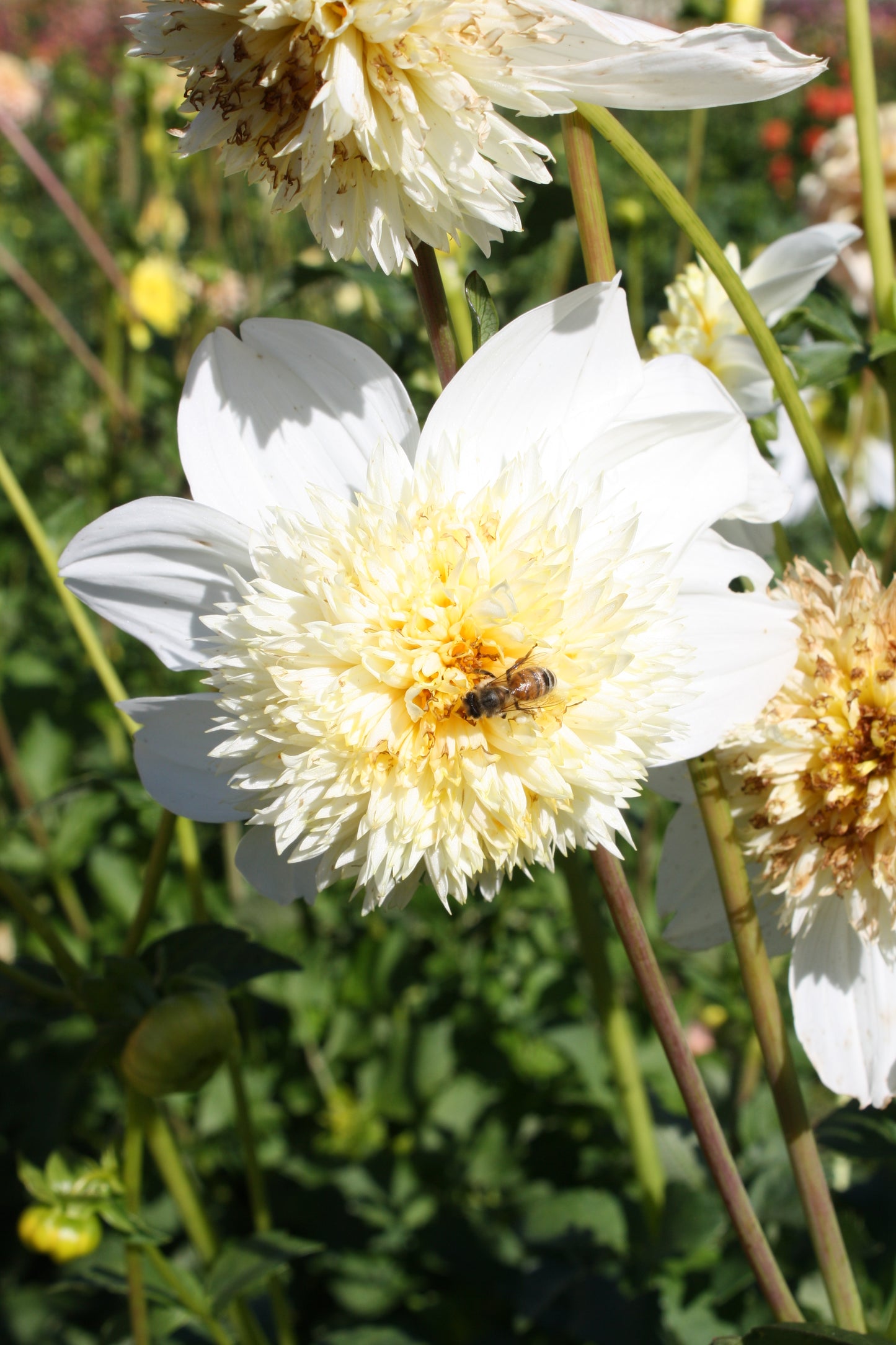 Platinum Blonde Dahlia Tuber