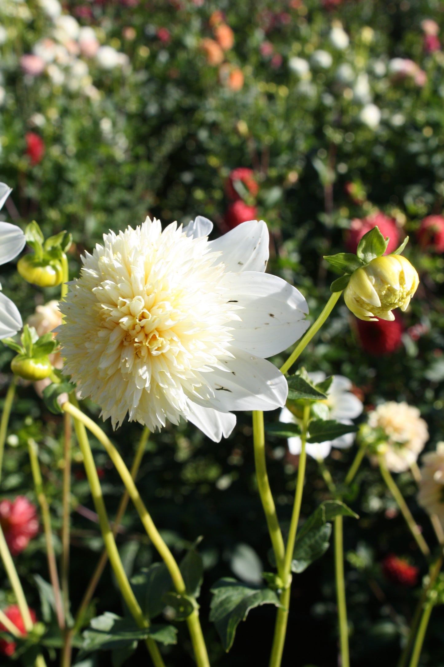 Platinum Blonde Dahlia Tuber