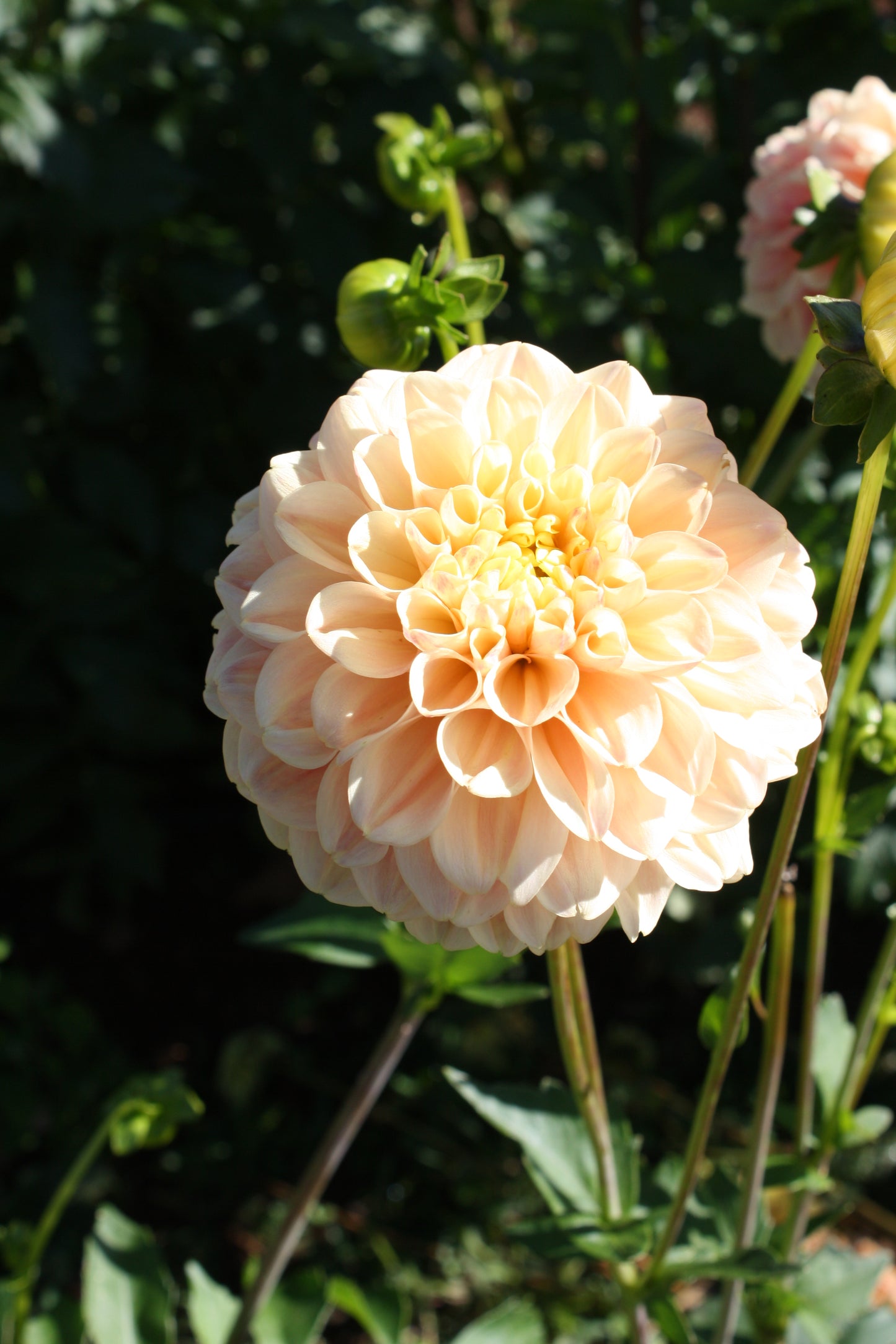 French Doll Dahlia Tuber