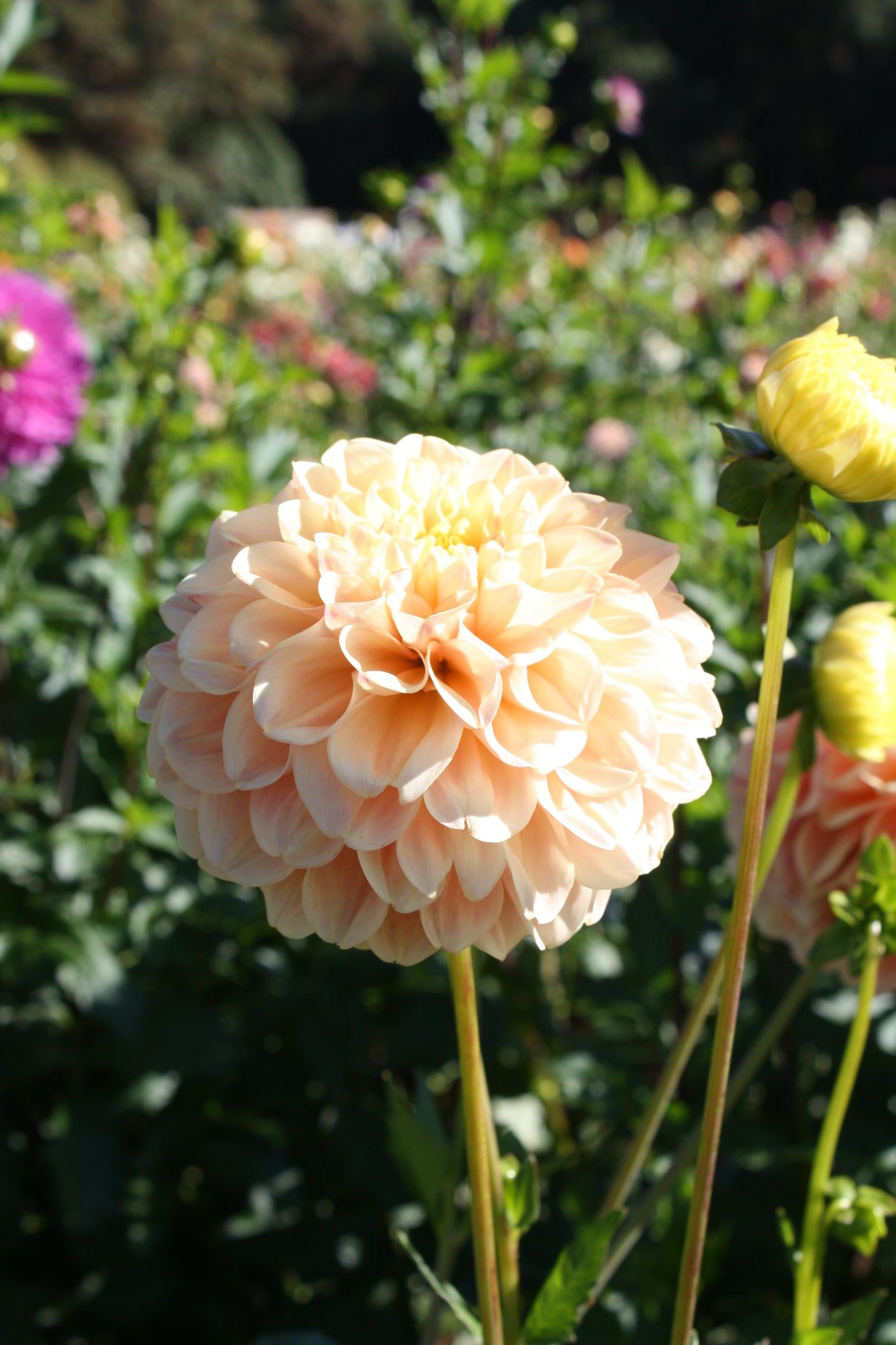 French Doll Dahlia Tuber