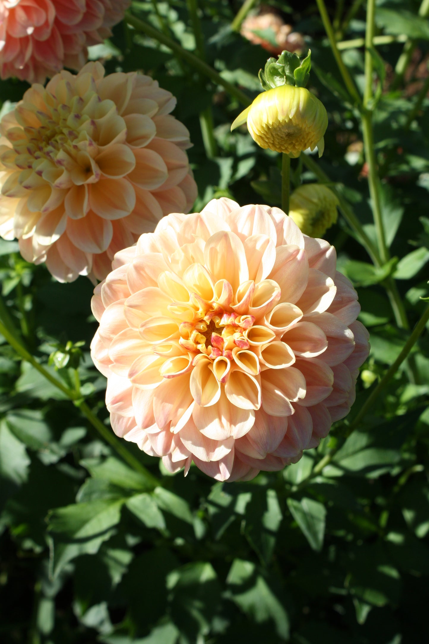 French Doll Dahlia Tuber