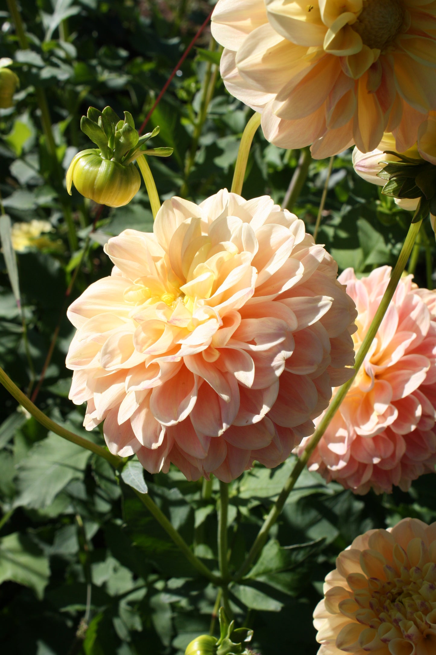 French Doll Dahlia Tuber