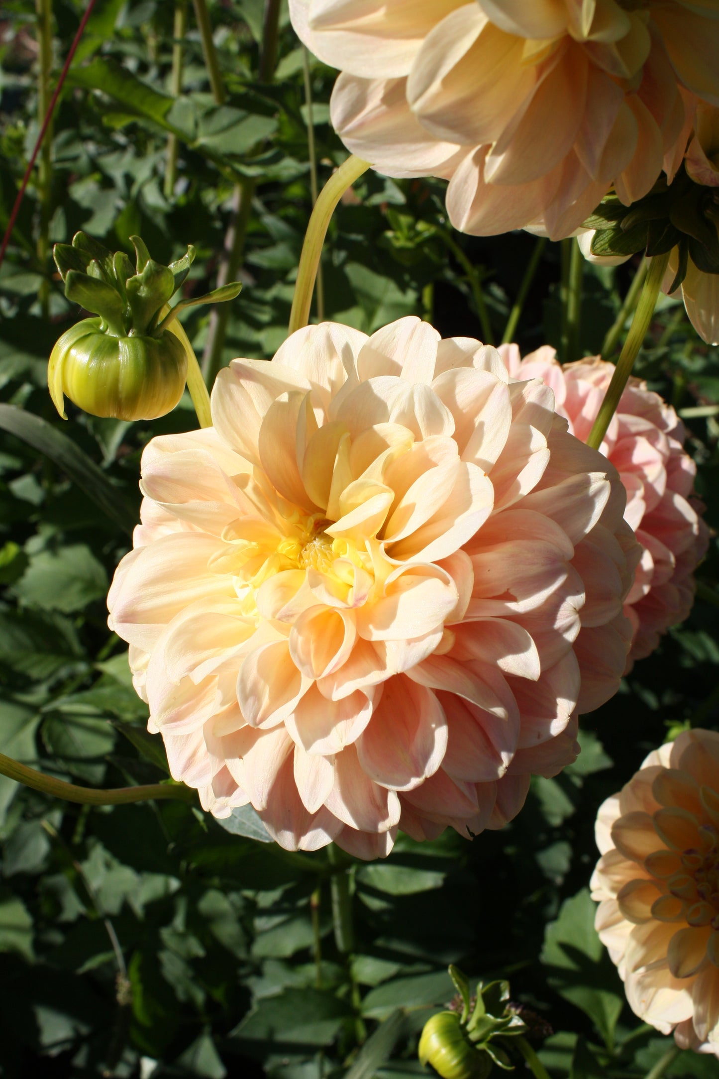French Doll Dahlia Tuber