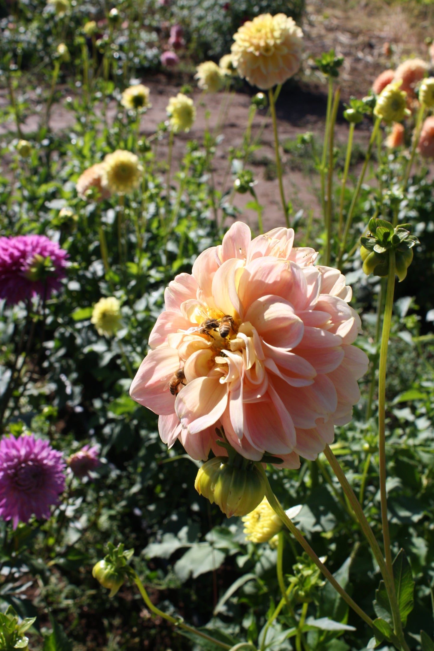 French Doll Dahlia Tuber