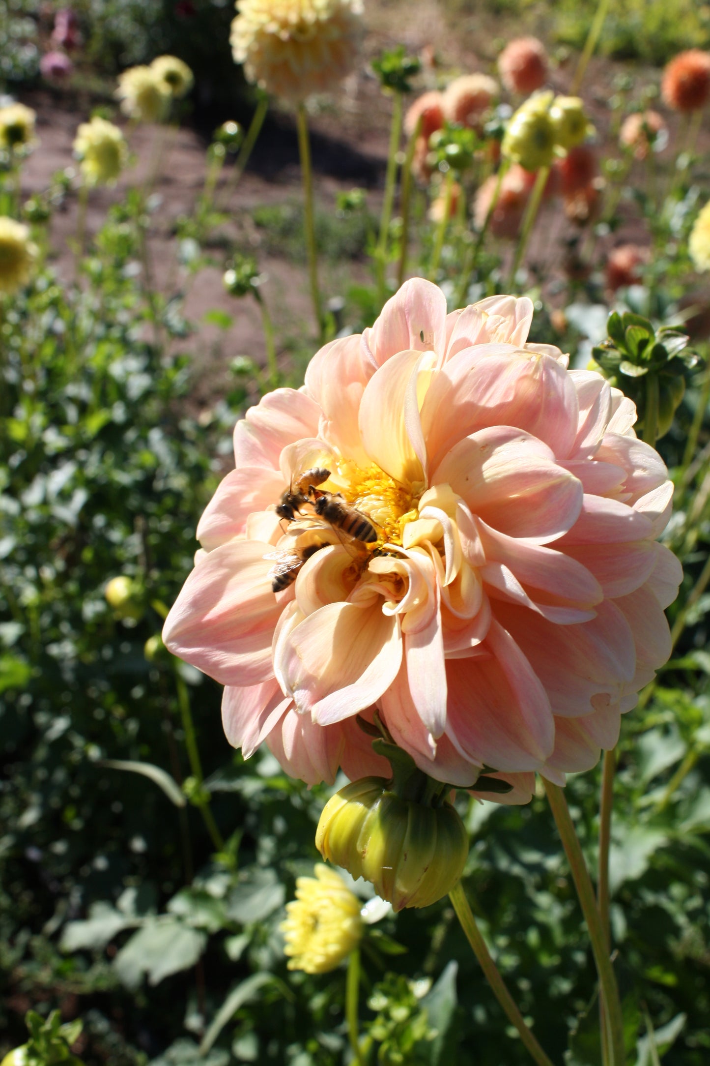 French Doll Dahlia Tuber