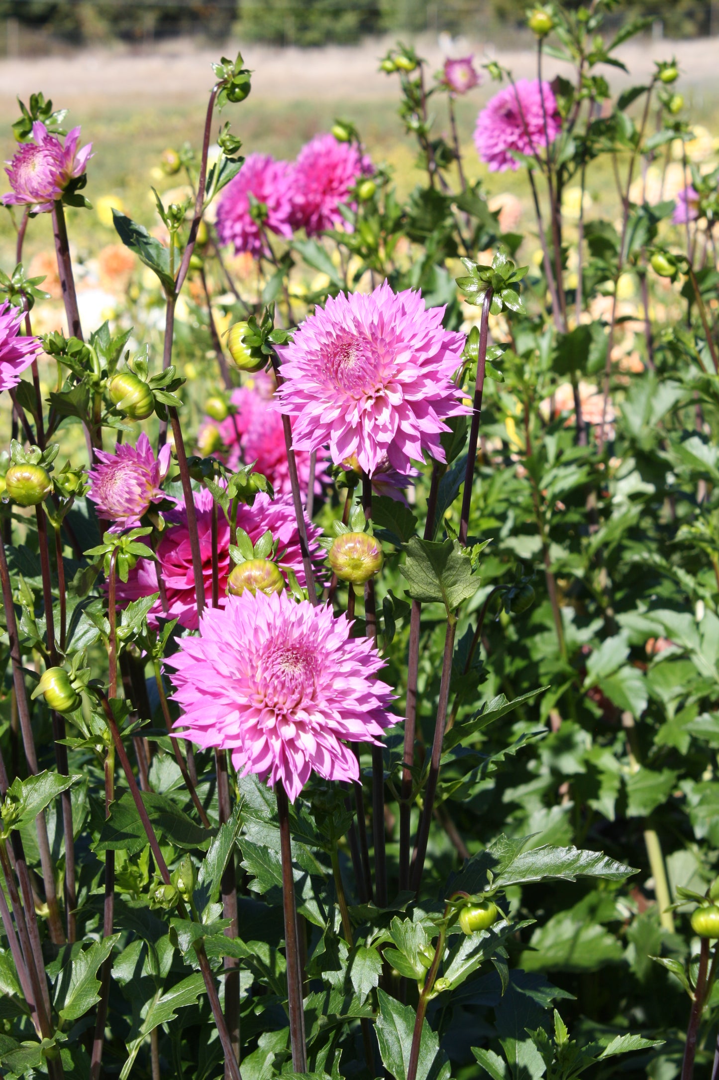 Frizzy Lizzy Dahlia Tuber