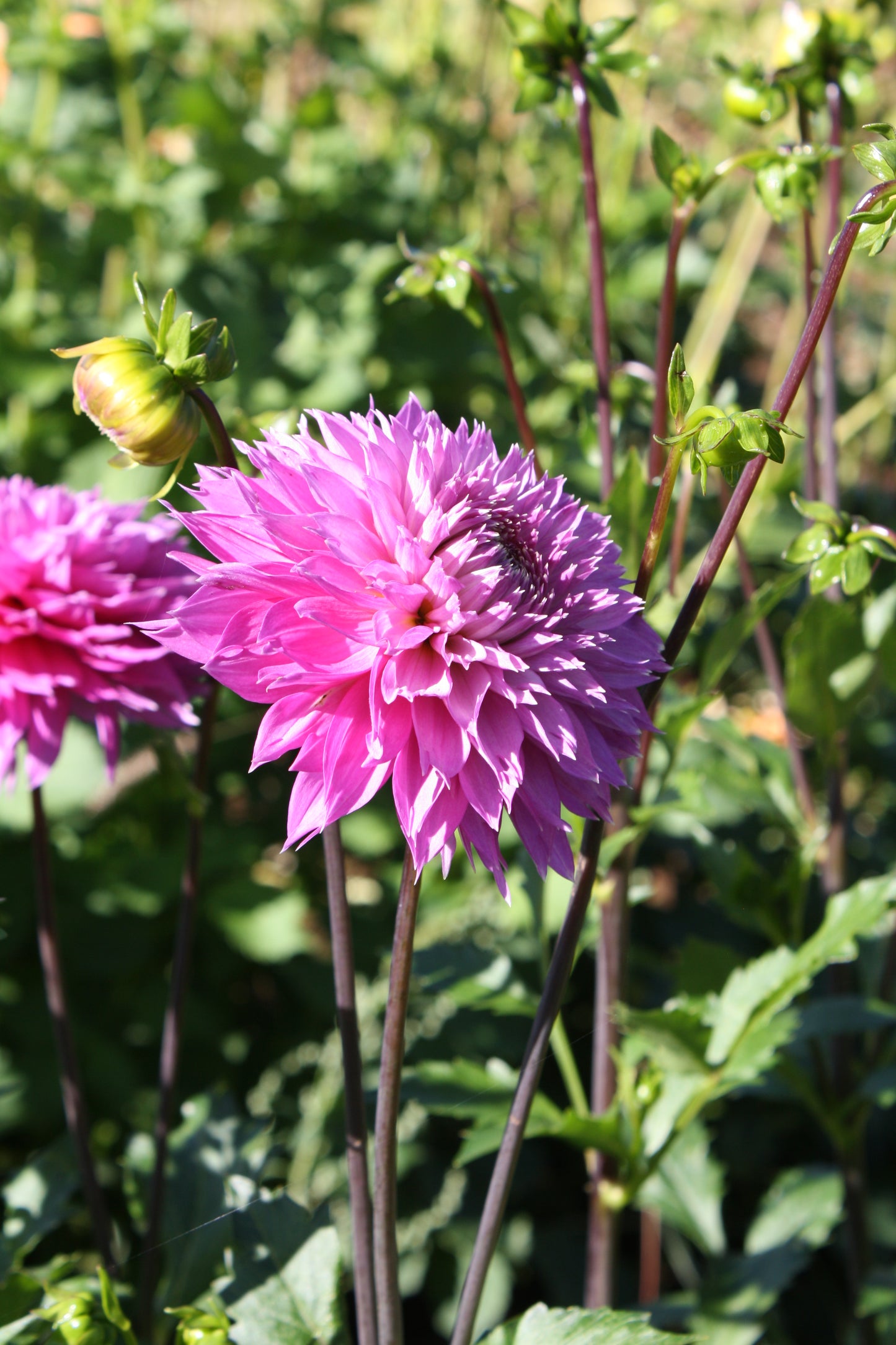 Frizzy Lizzy Dahlia Tuber