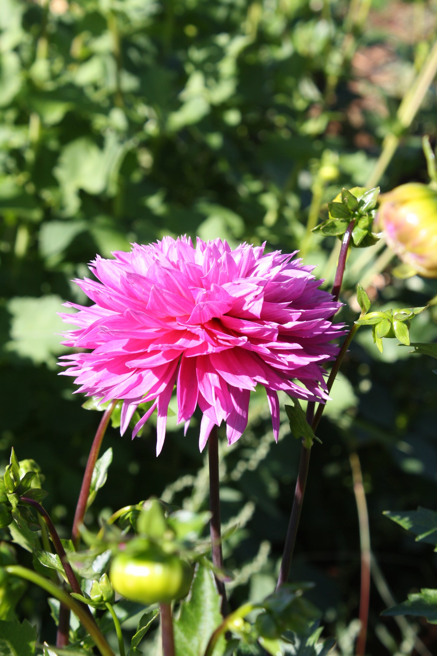 Frizzy Lizzy Dahlia Tuber