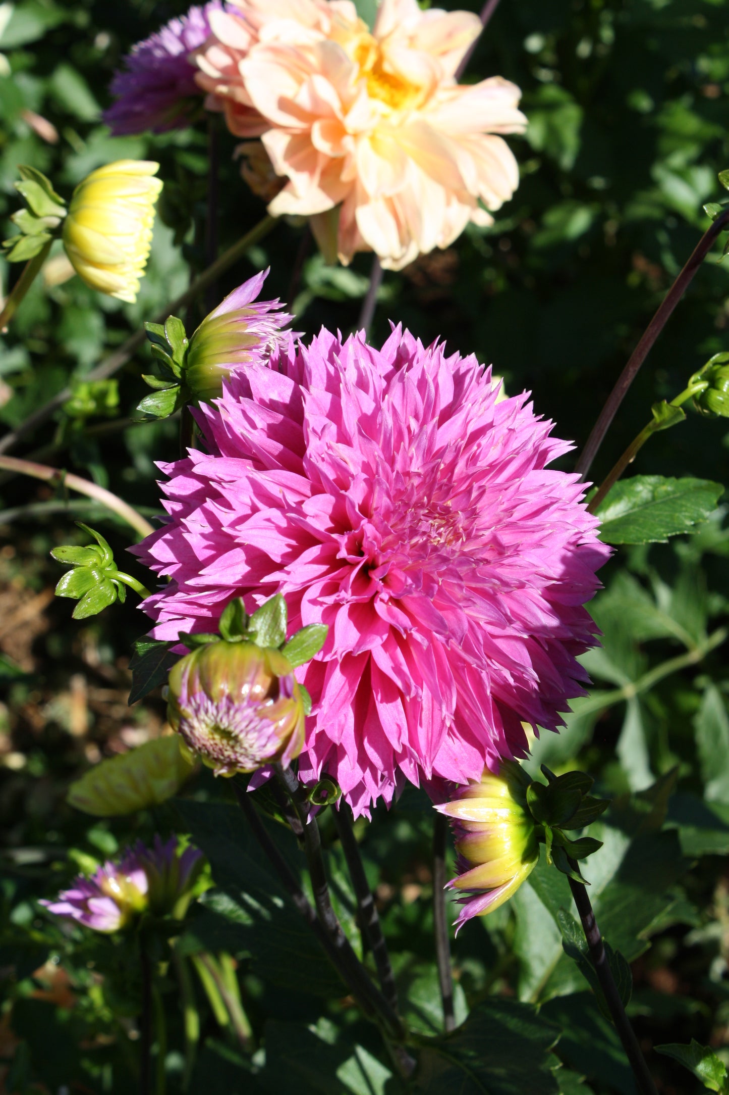 Frizzy Lizzy Dahlia Tuber