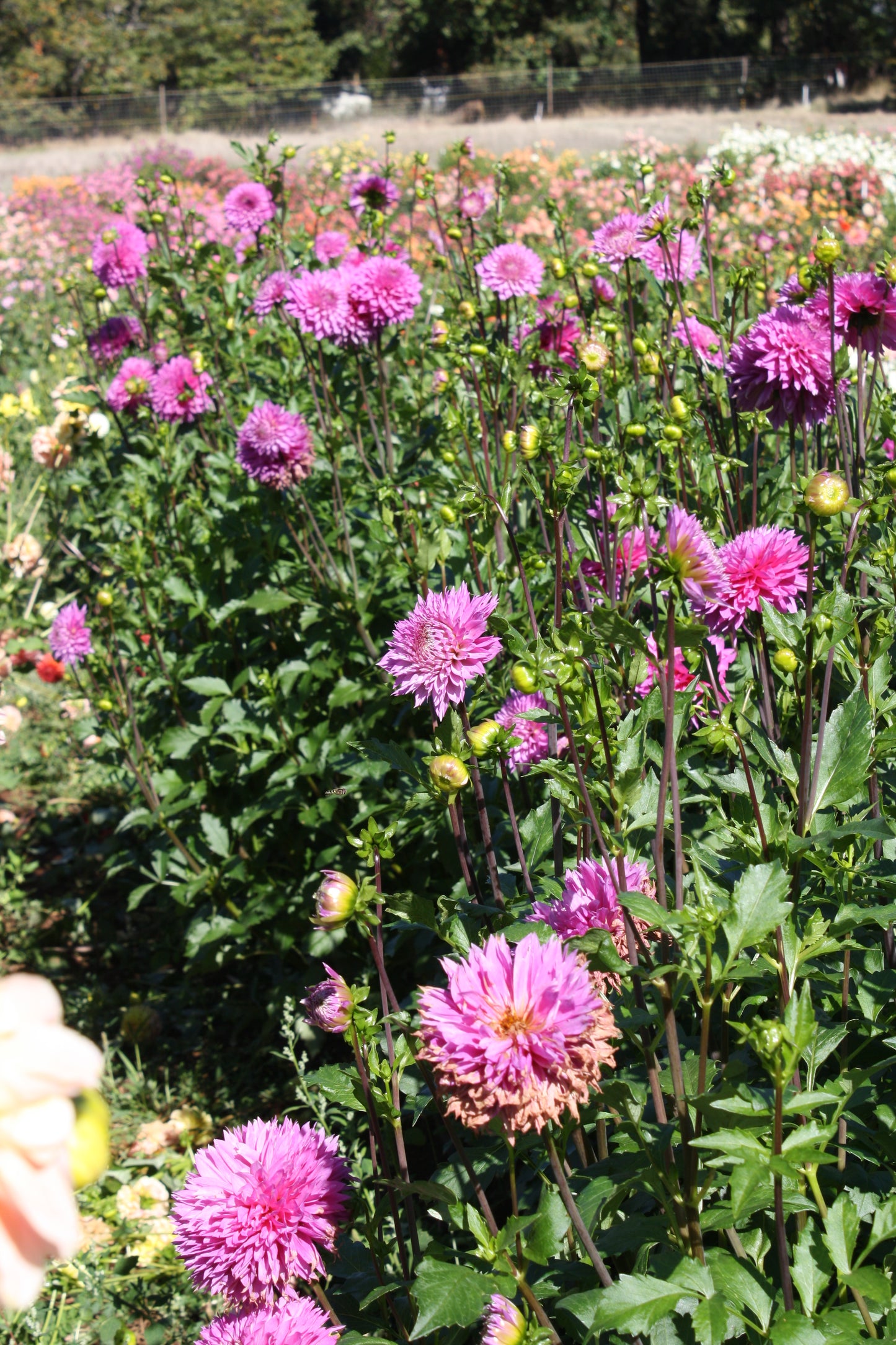 Frizzy Lizzy Dahlia Tuber