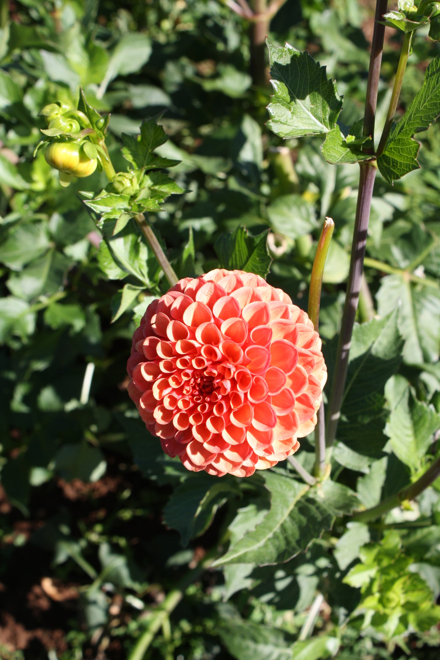 Valley Rust Bucket Dahlia Tuber