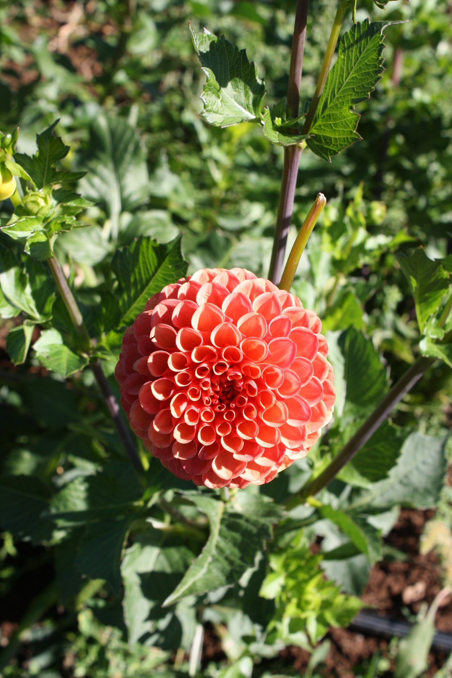 Valley Rust Bucket Dahlia Tuber