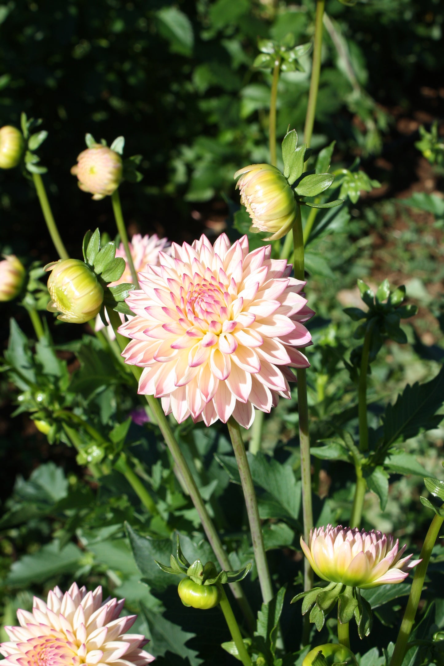 Valley Porcupine Dahlia Tuber