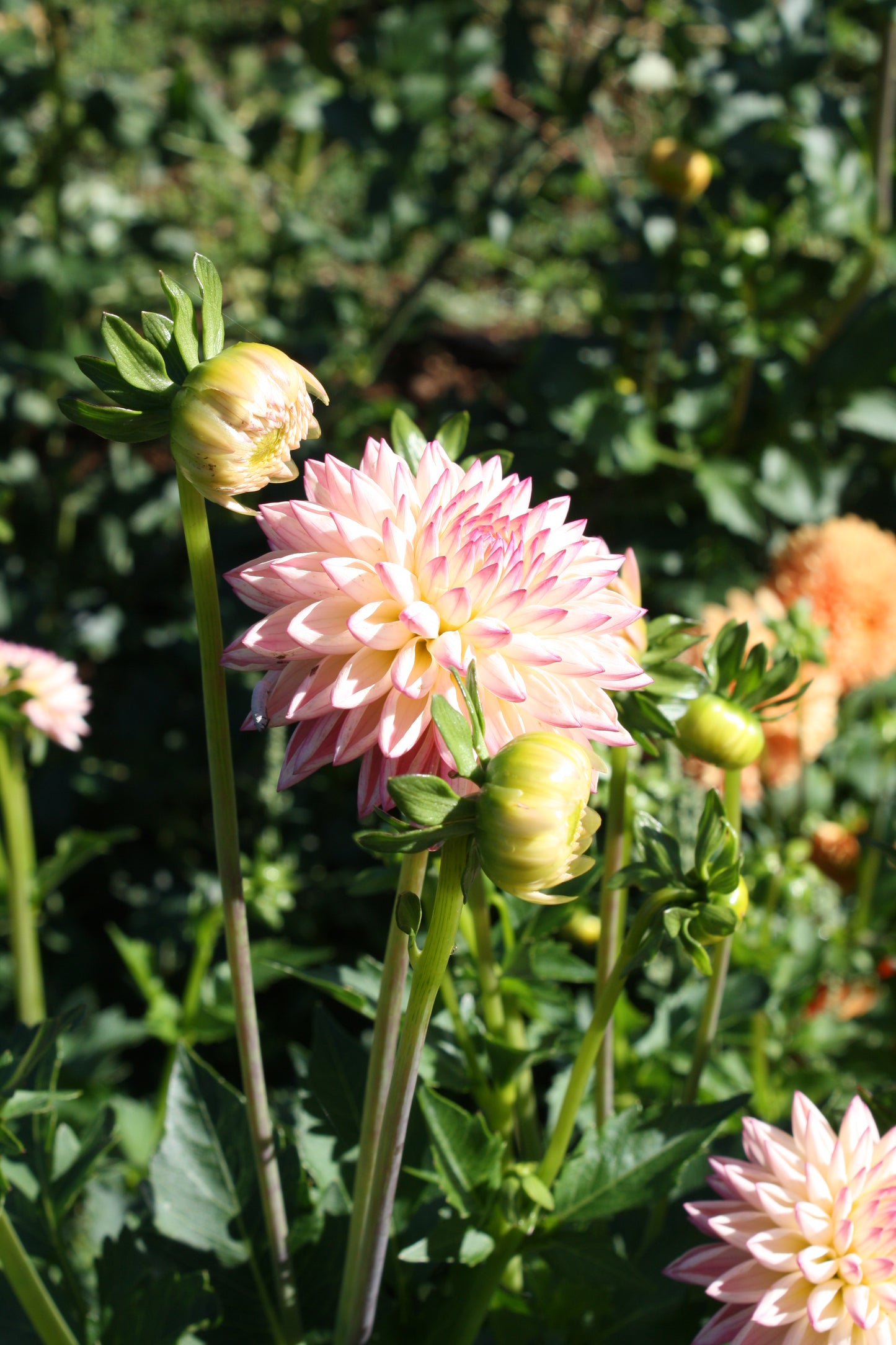 Valley Porcupine Dahlia Tuber