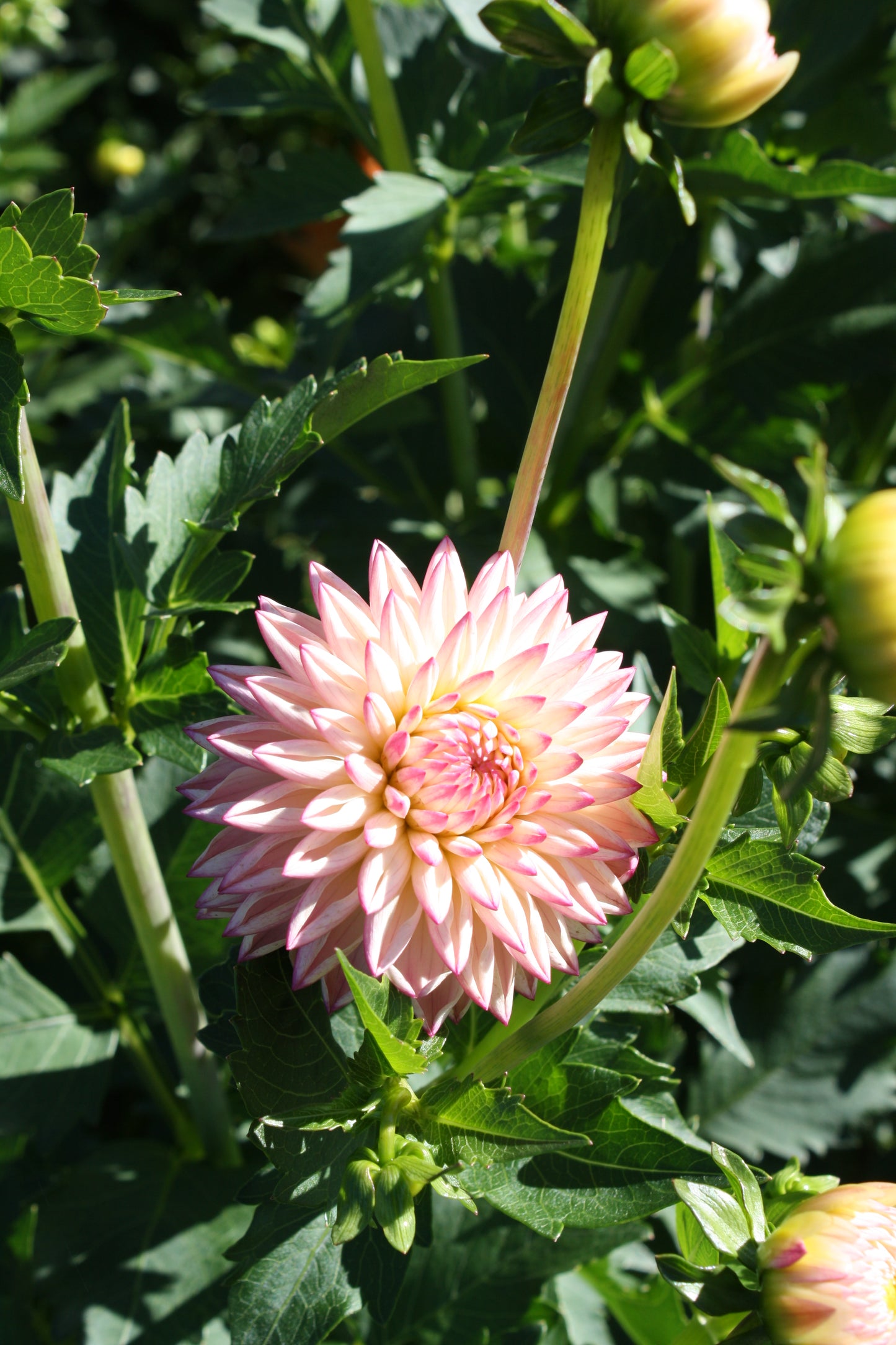 Valley Porcupine Dahlia Tuber