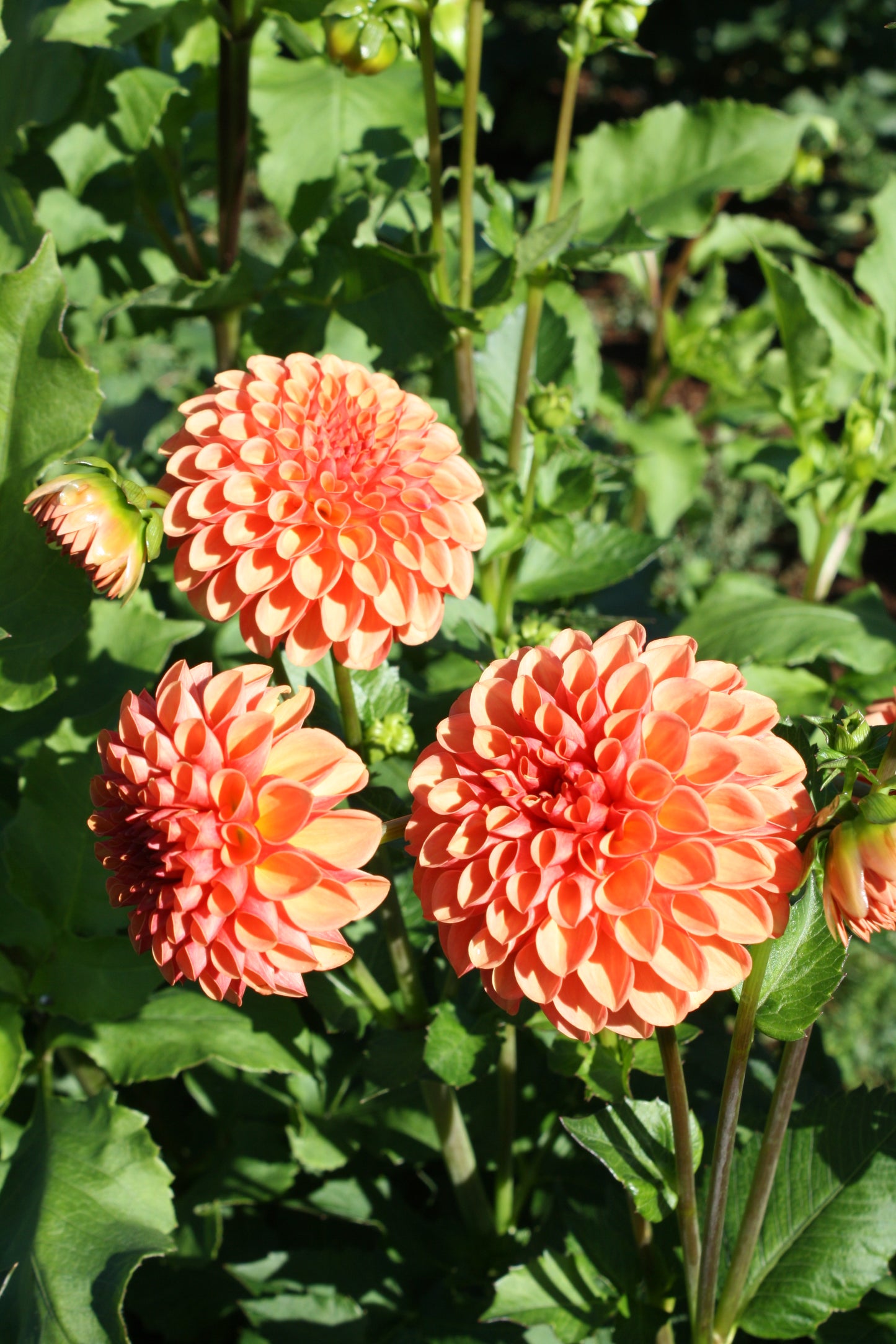 Valley Rust Bucket Dahlia Tuber