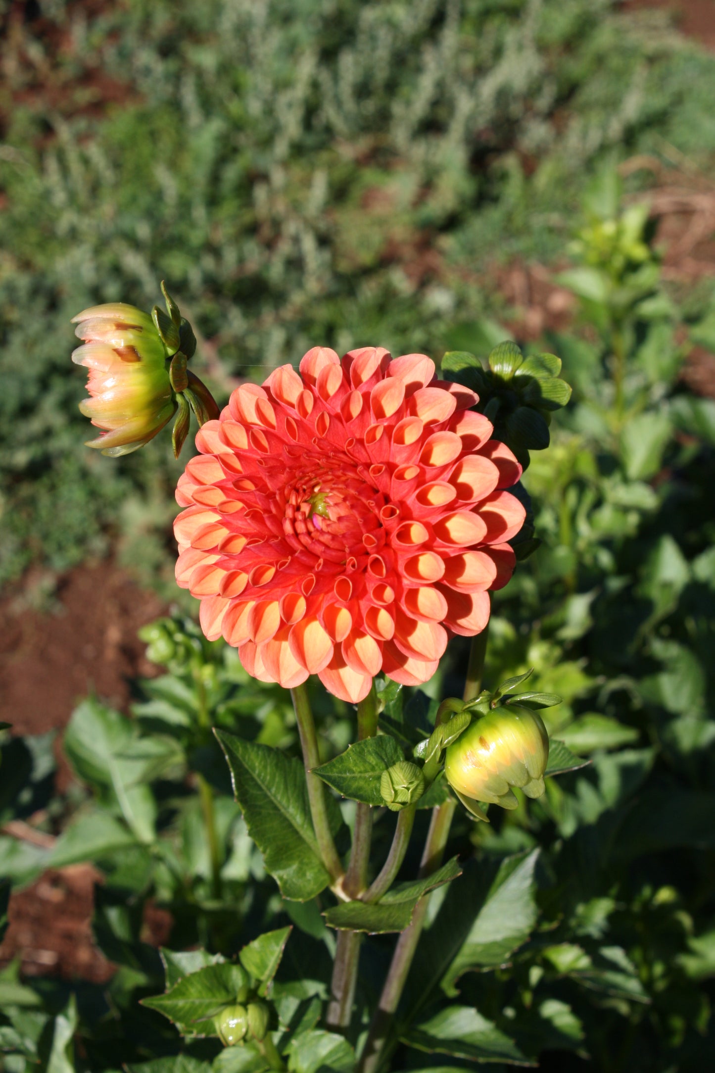 Valley Rust Bucket Dahlia Tuber