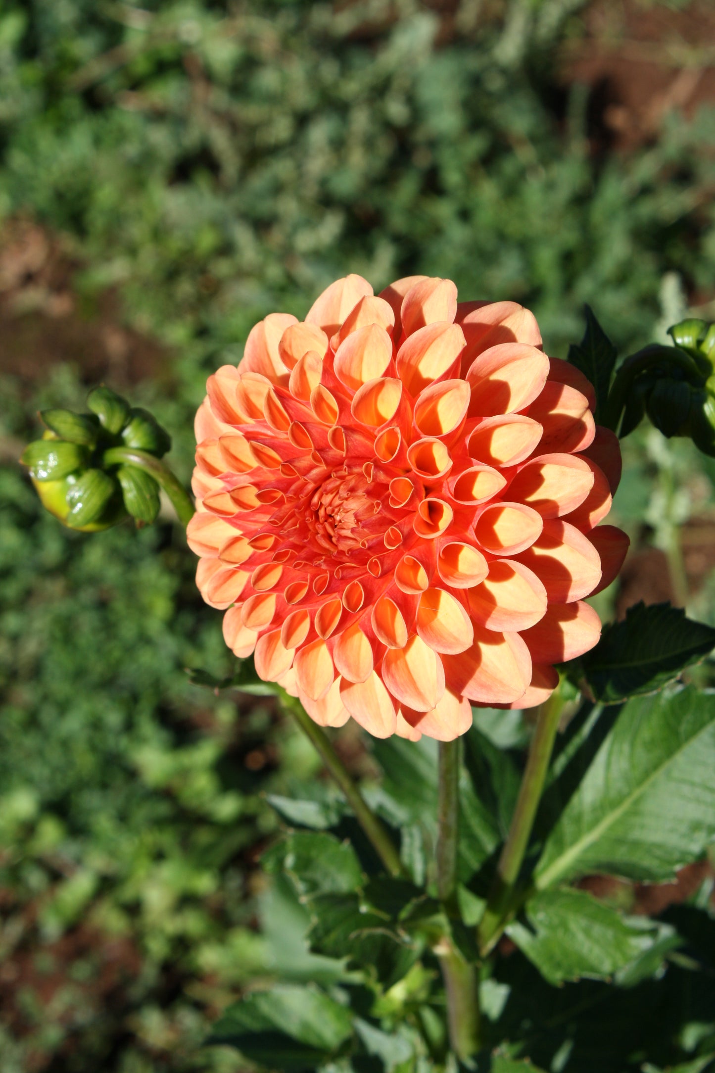 Valley Rust Bucket Dahlia Tuber