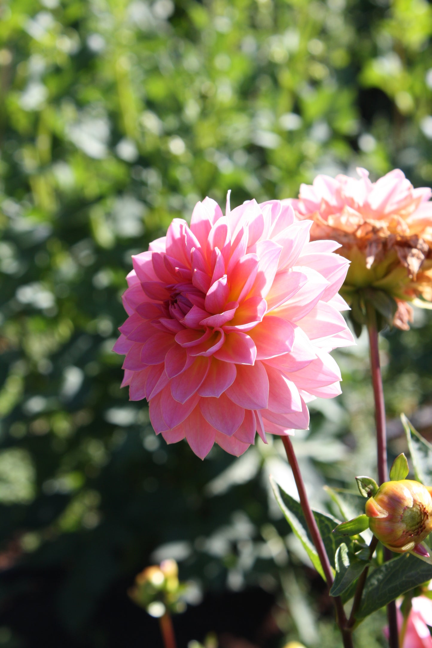 Jitterbug Dahlia Tuber