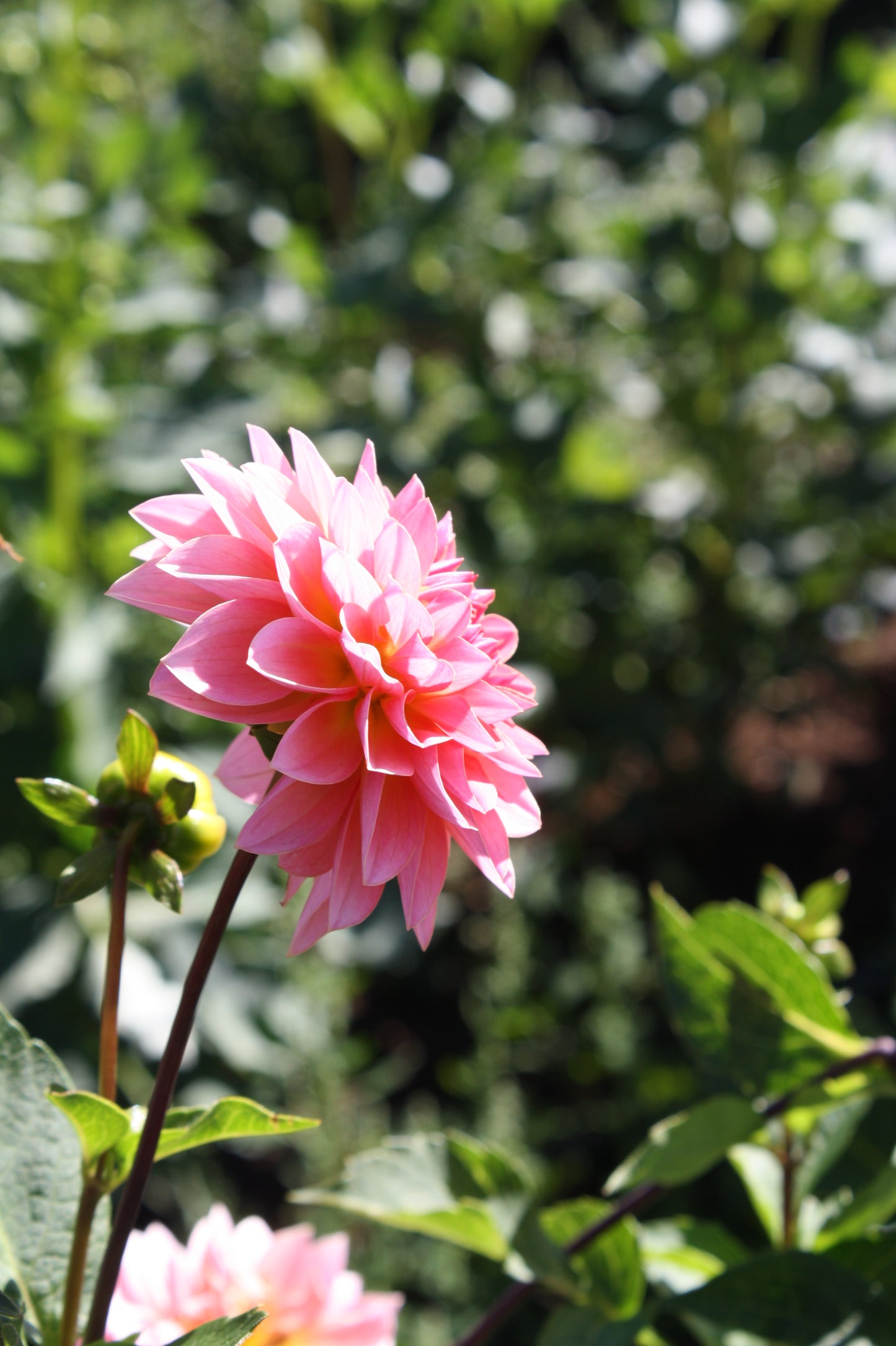 Jitterbug Dahlia Tuber