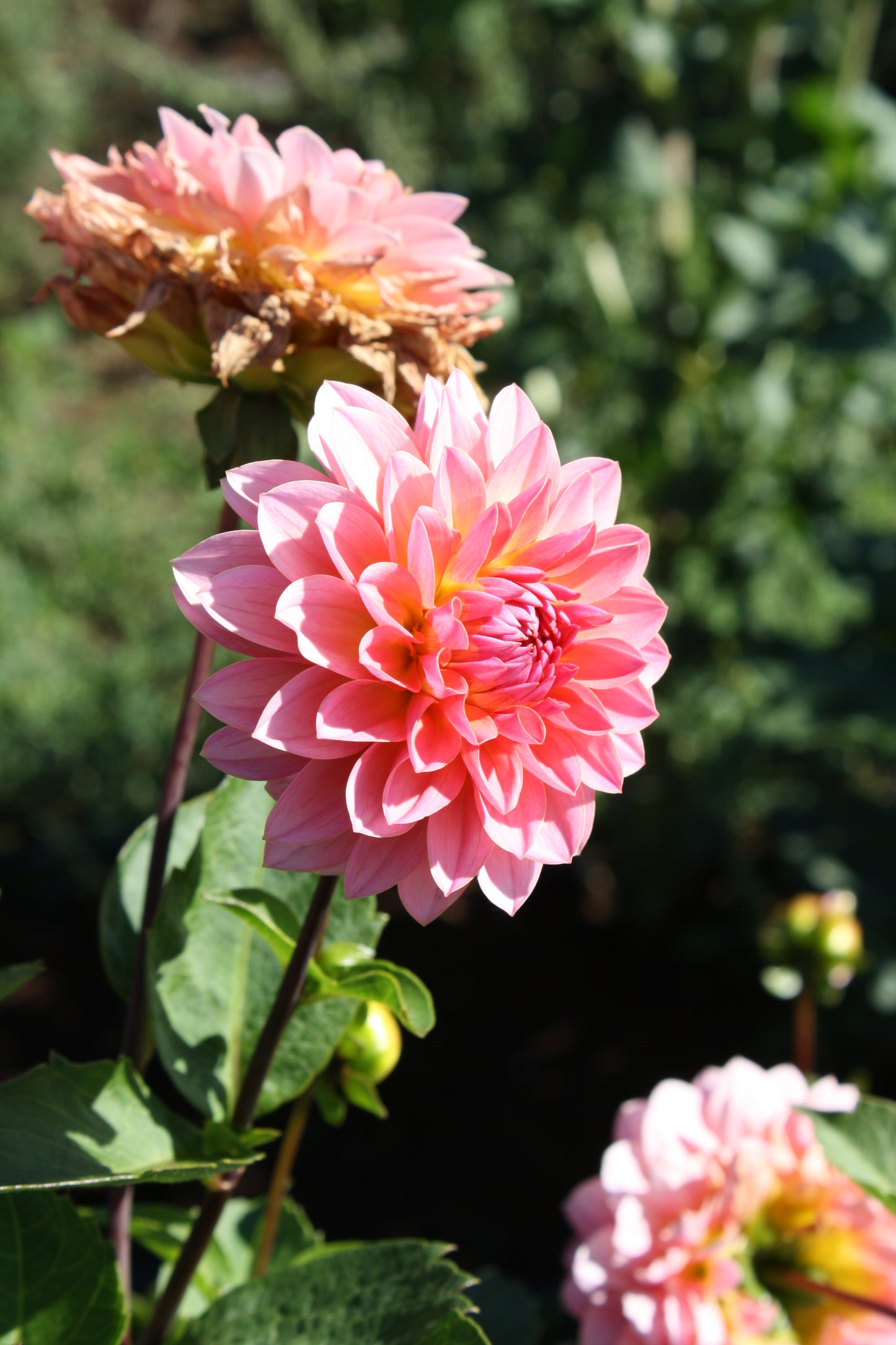 Jitterbug Dahlia Tuber