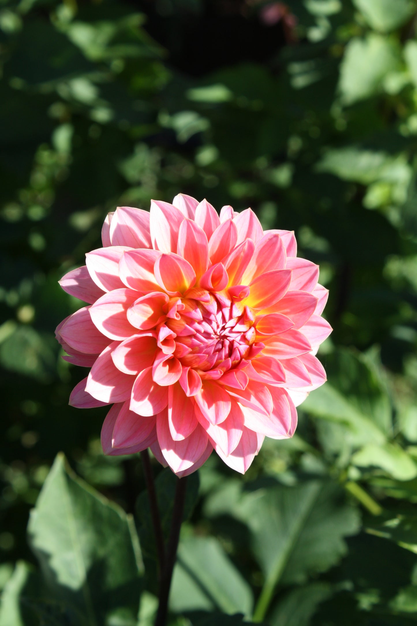Jitterbug Dahlia Tuber