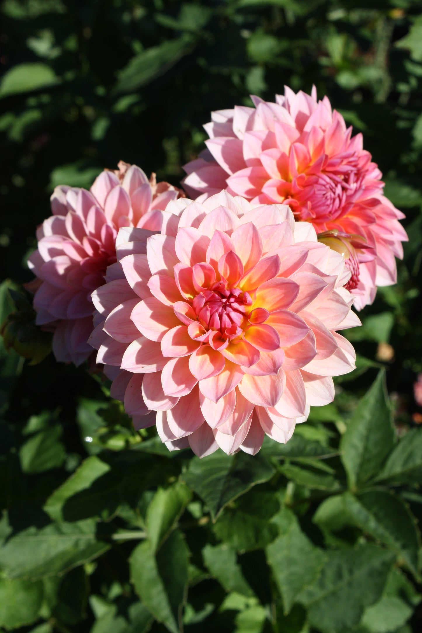 Jitterbug Dahlia Tuber