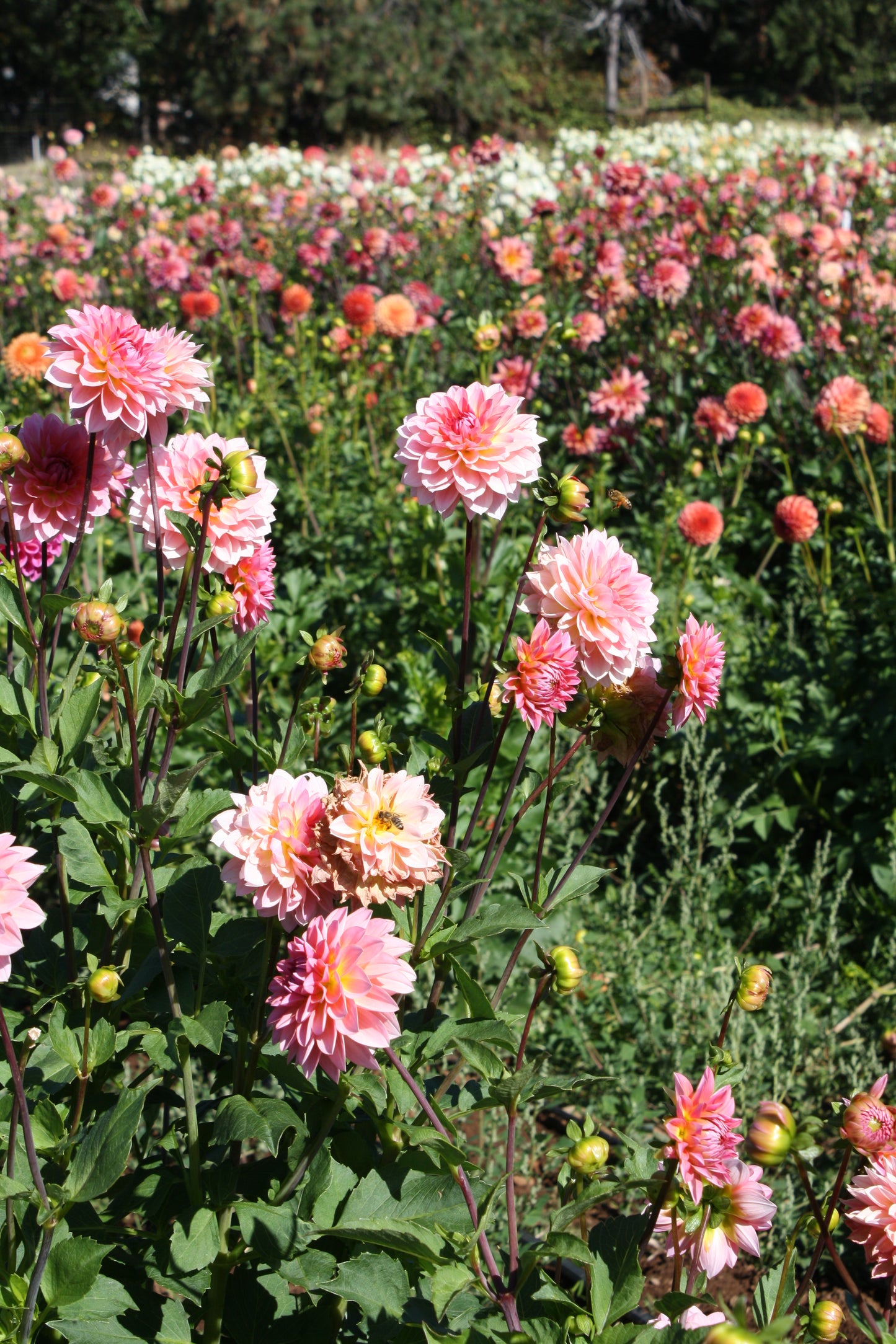 Jitterbug Dahlia Tuber