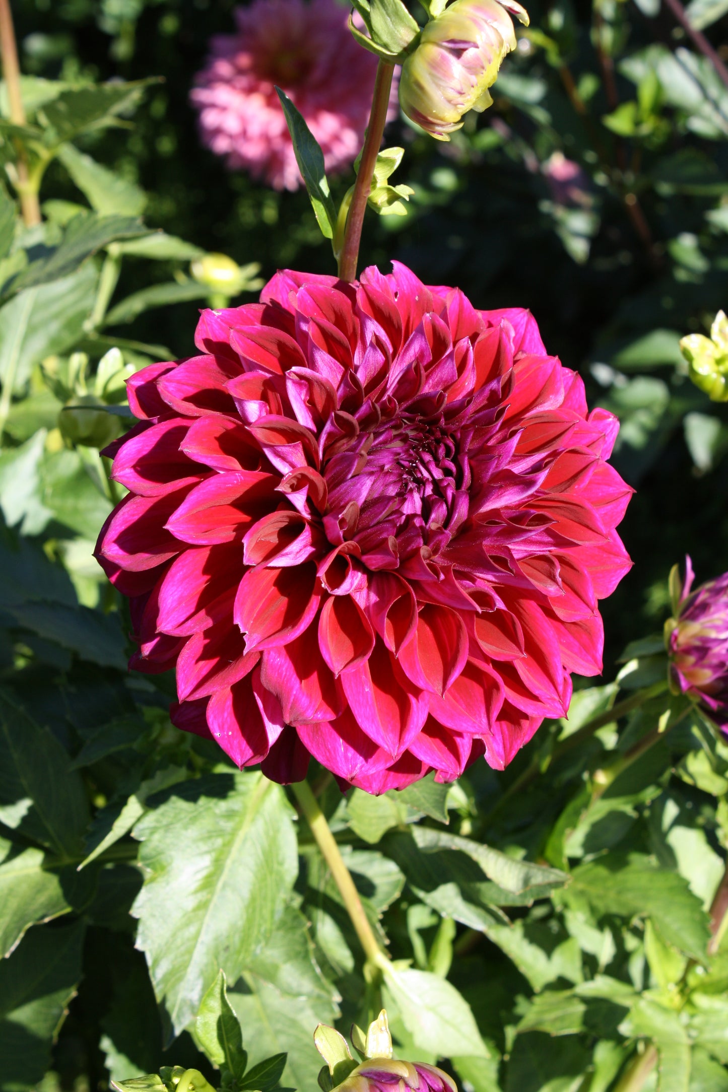 Diva Dahlia Tuber