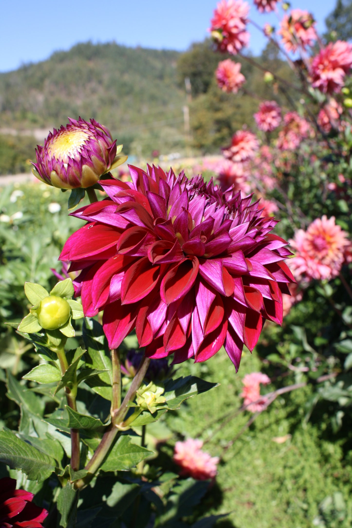 Diva Dahlia Tuber