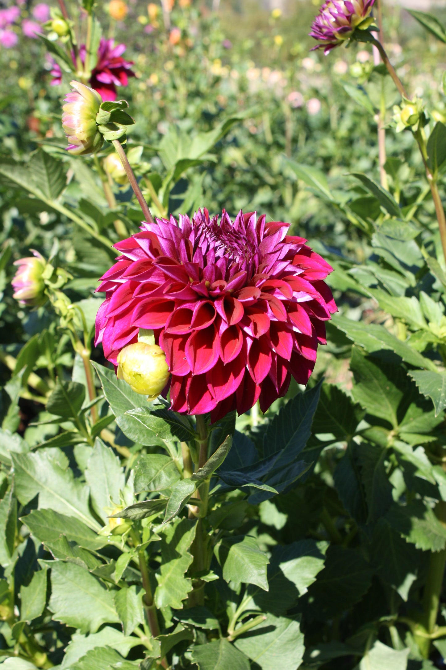Diva Dahlia Tuber