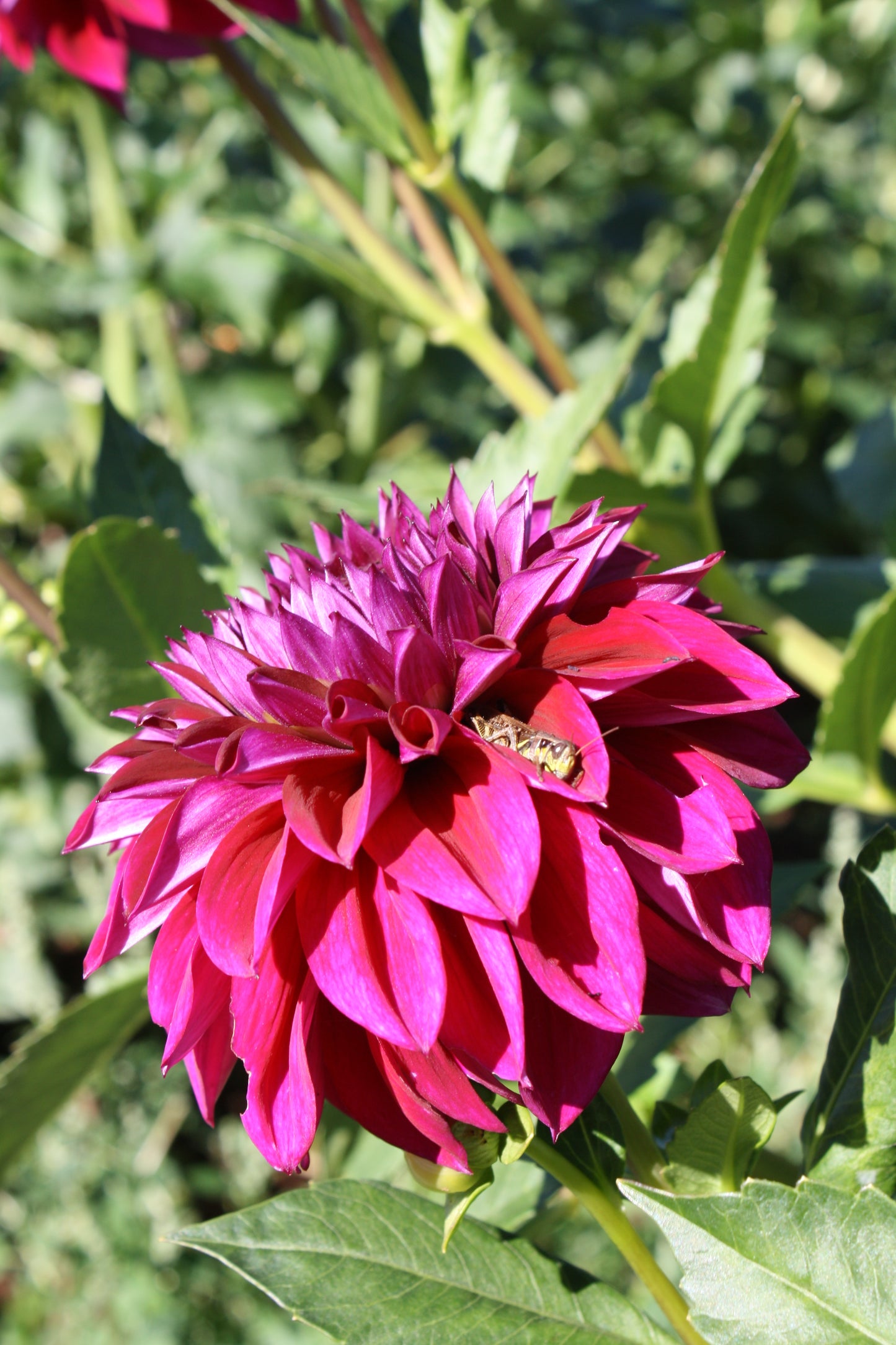 Diva Dahlia Tuber