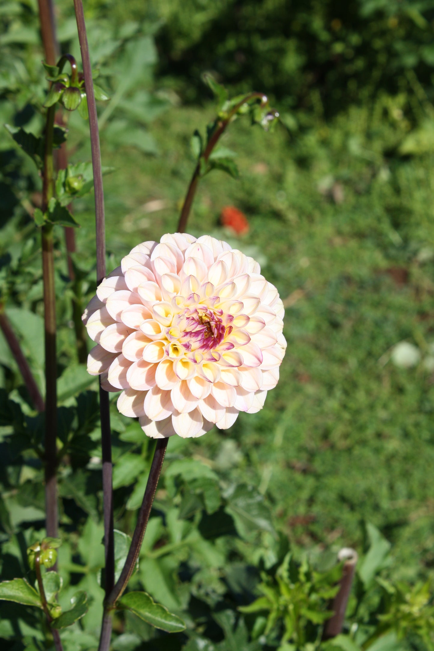 Wine Eyed Jill Dahlia Tuber