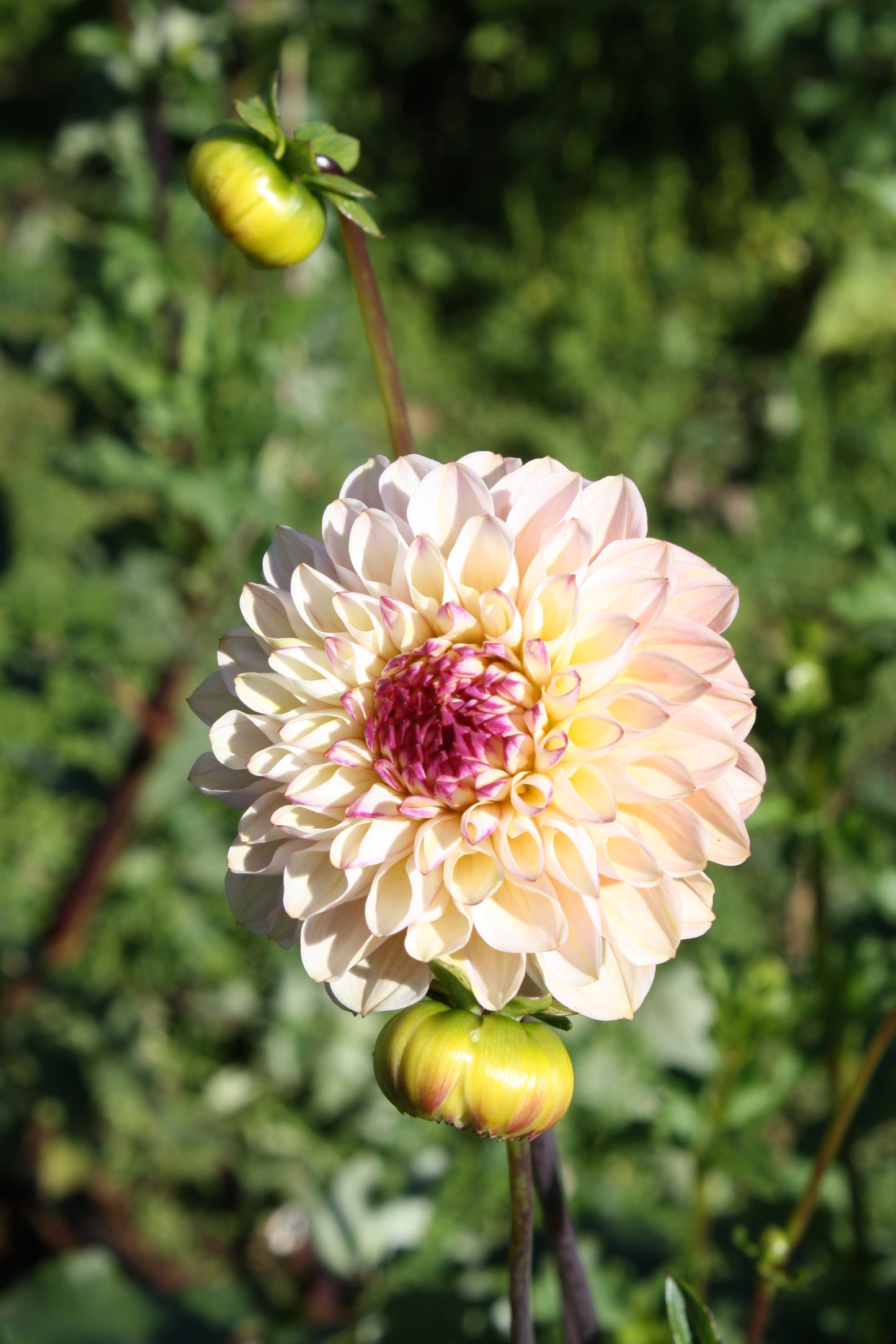 Wine Eyed Jill Dahlia Tuber