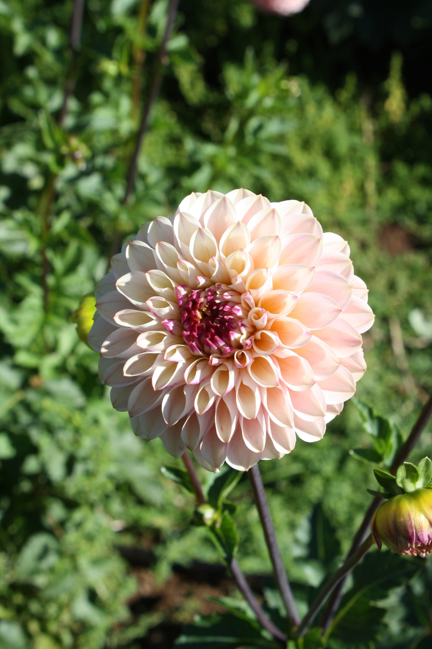Wine Eyed Jill Dahlia Tuber
