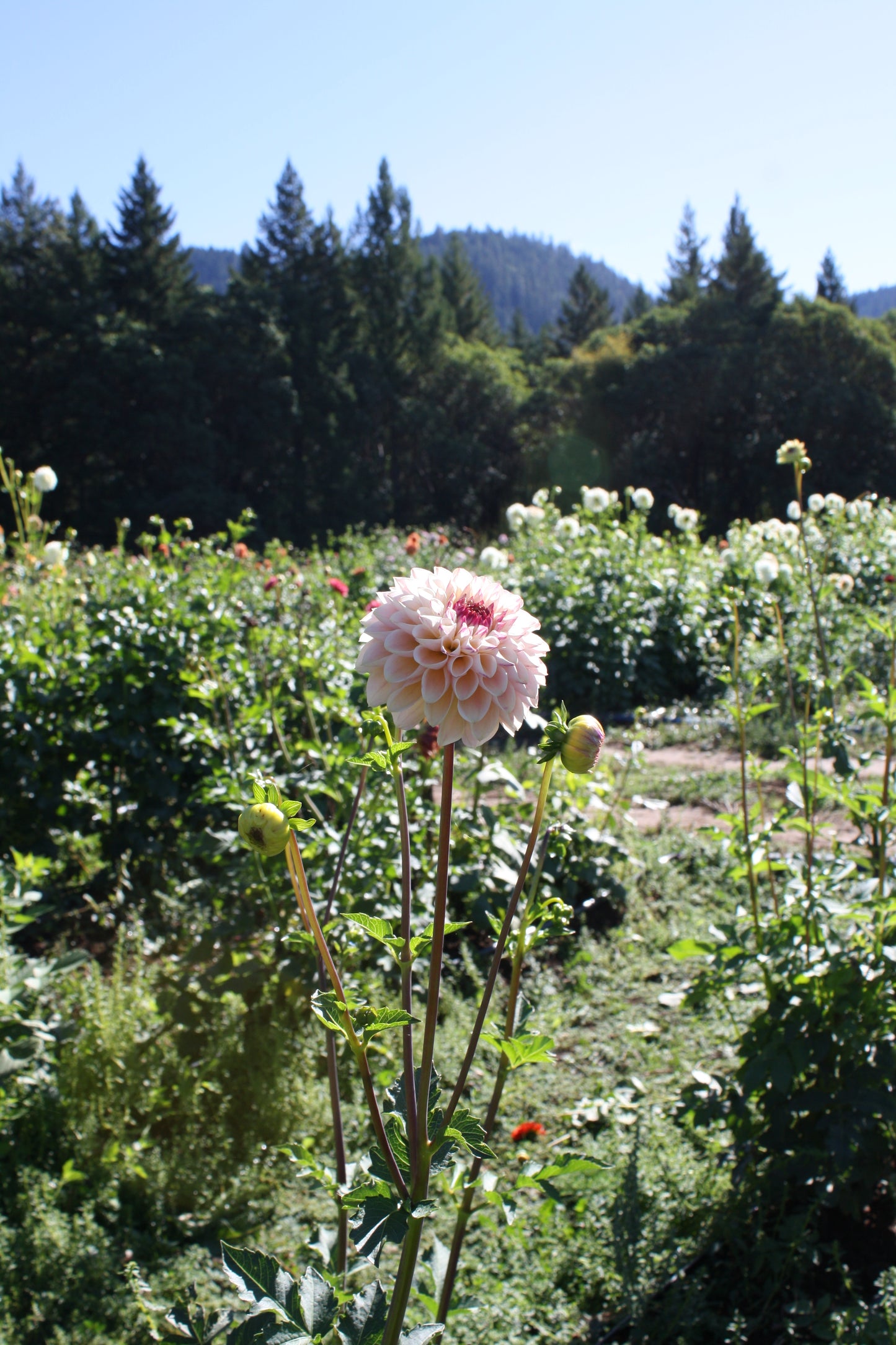 Wine Eyed Jill Dahlia Tuber