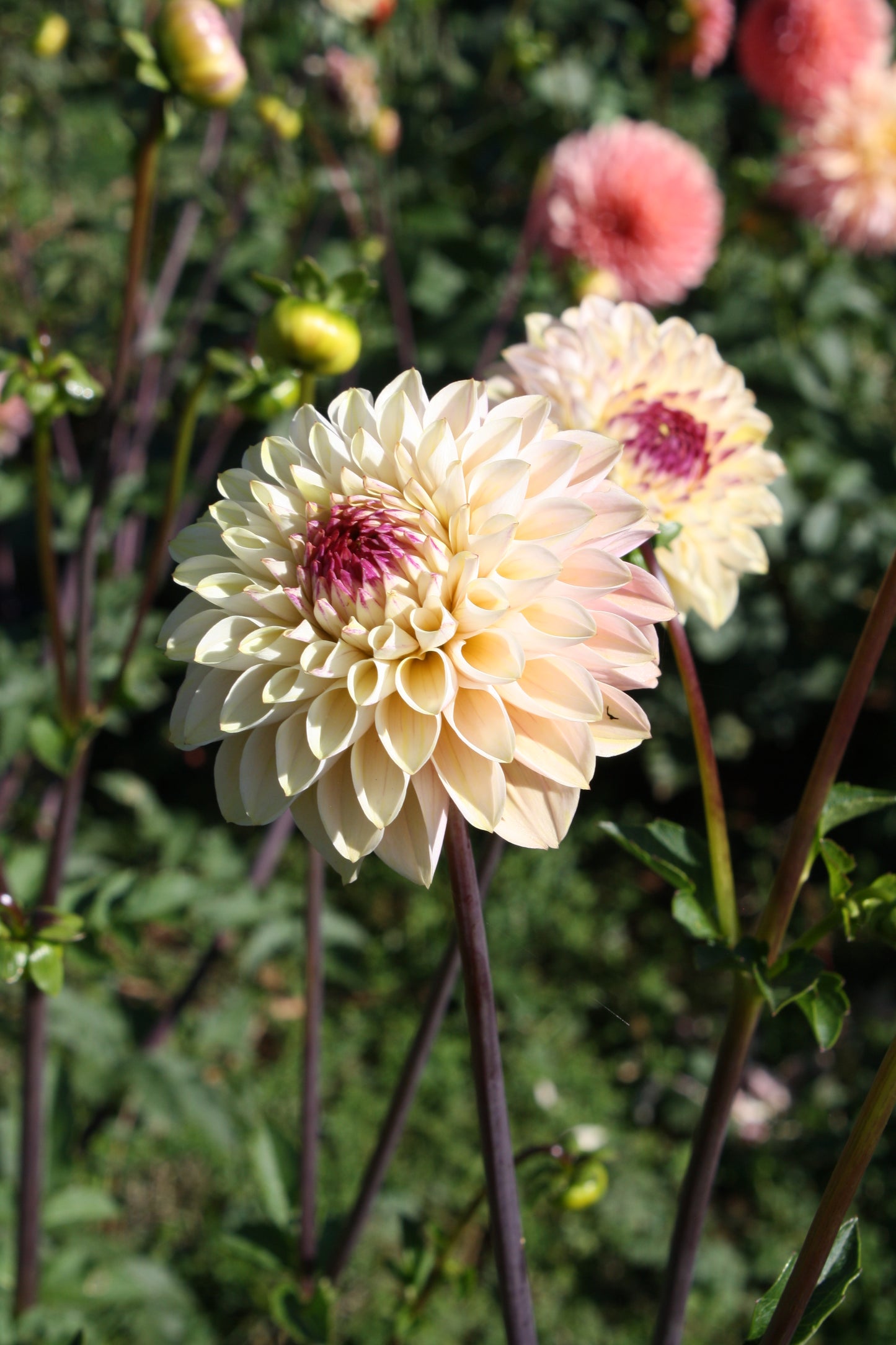 Wine Eyed Jill Dahlia Tuber