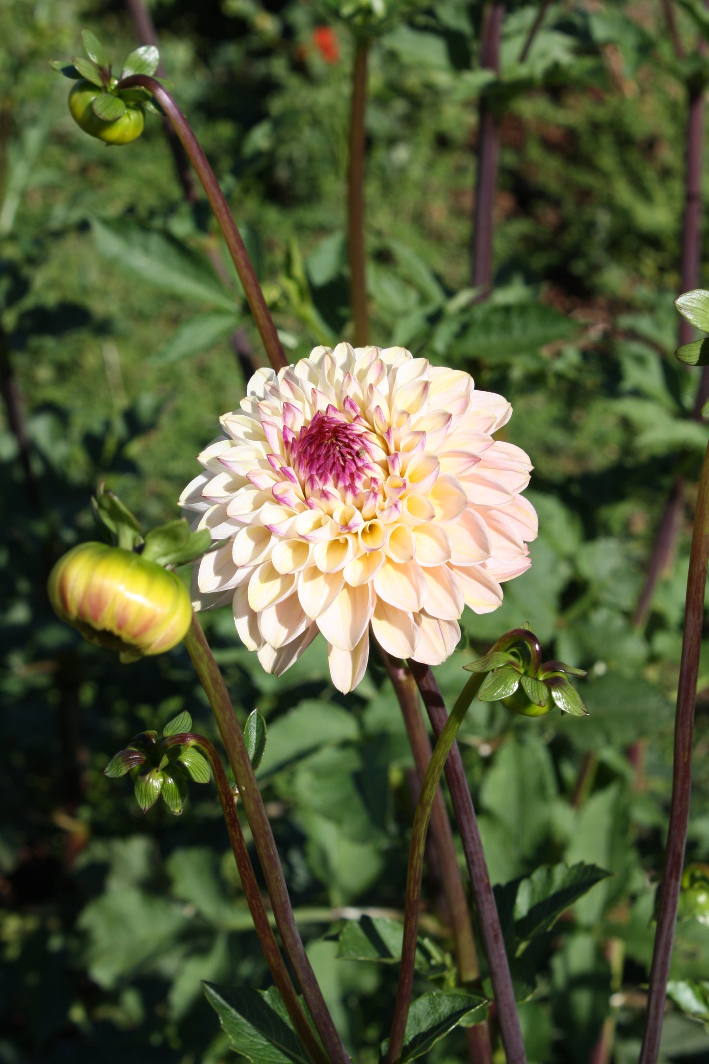 Wine Eyed Jill Dahlia Tuber