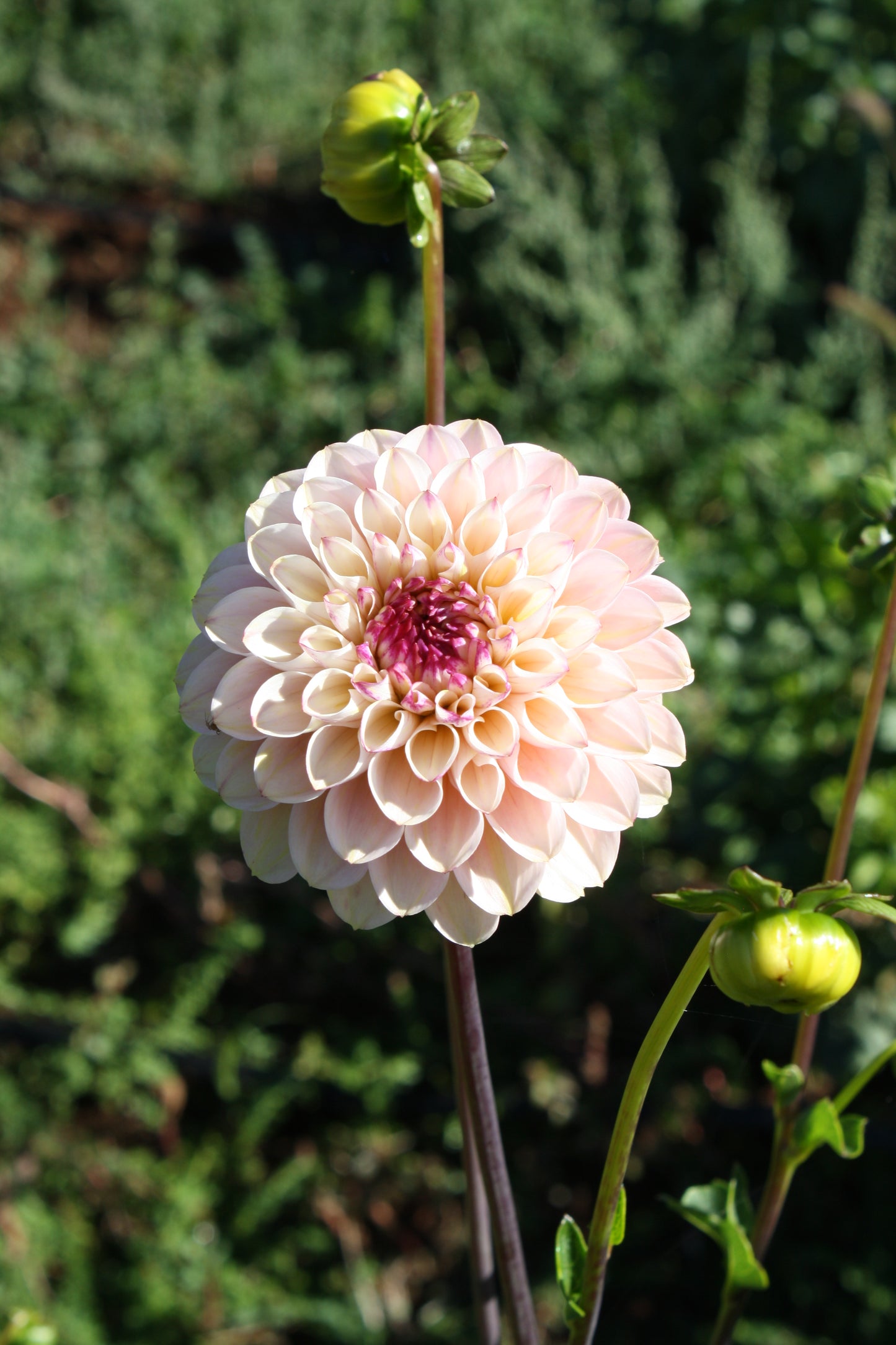 Wine Eyed Jill Dahlia Tuber