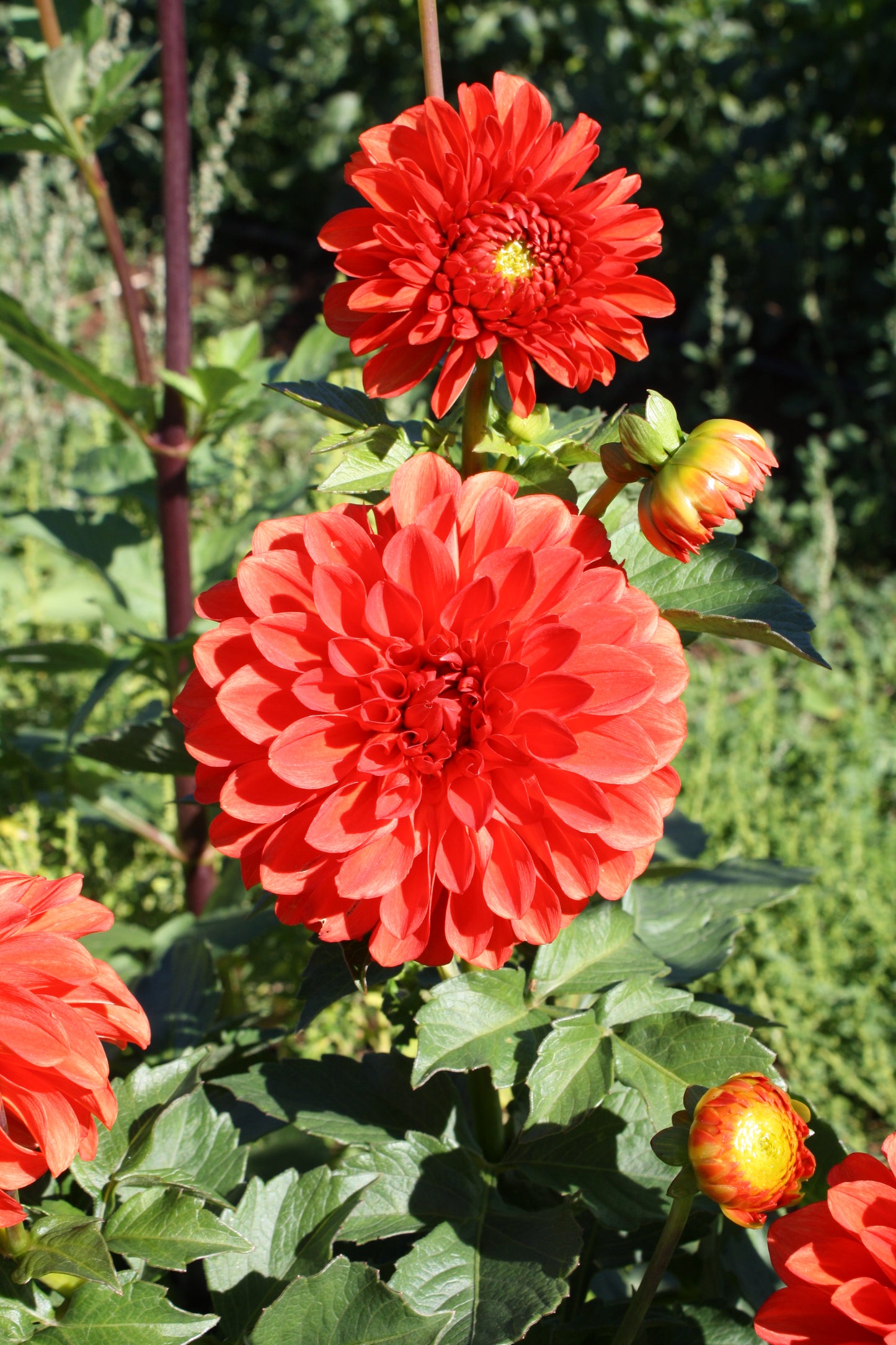 Lollipop Dahlia Tuber